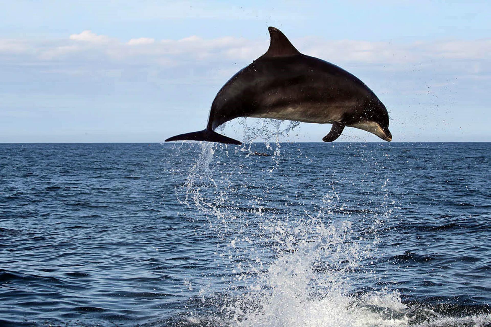 Bottlenose Dolphin