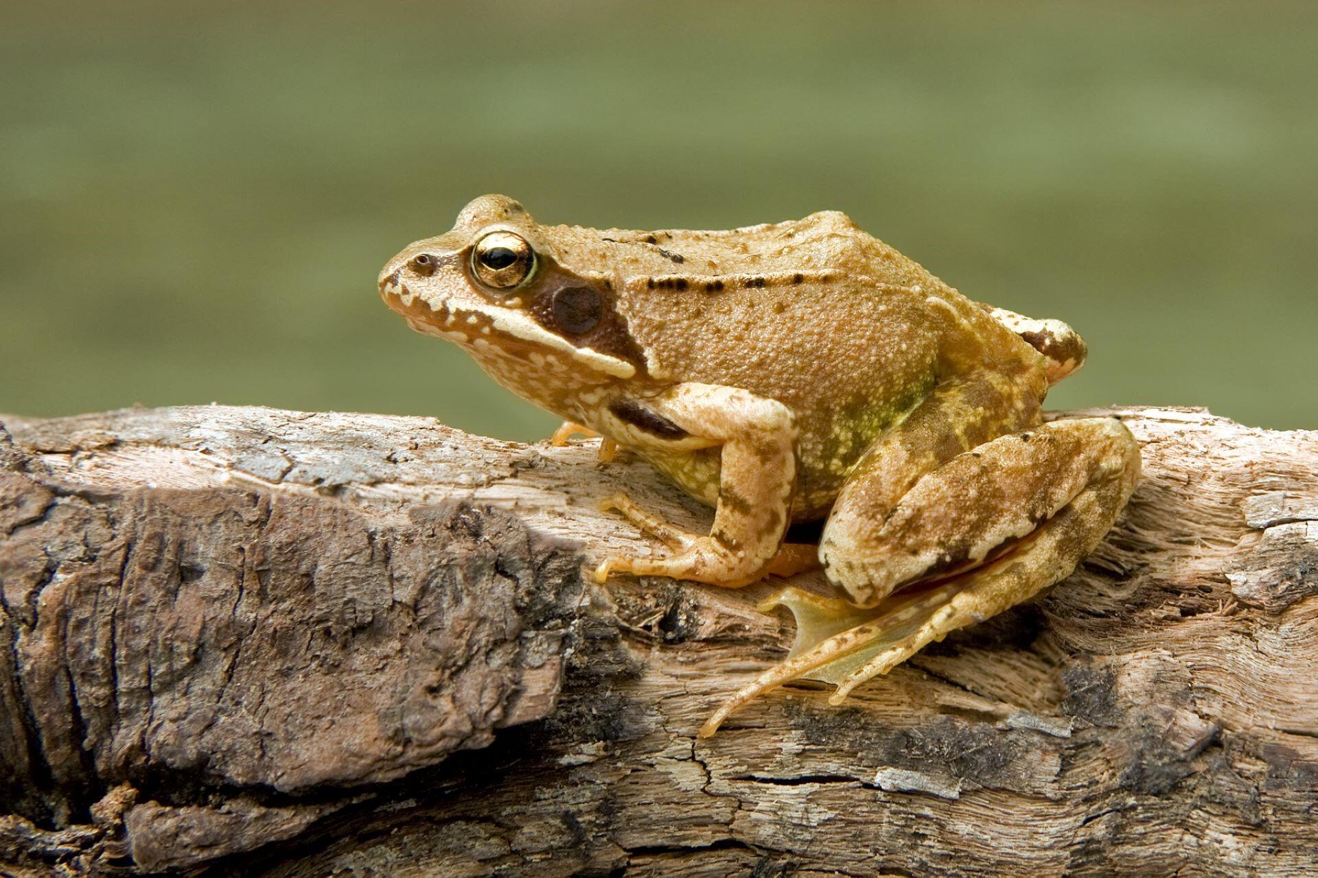 A common frog.