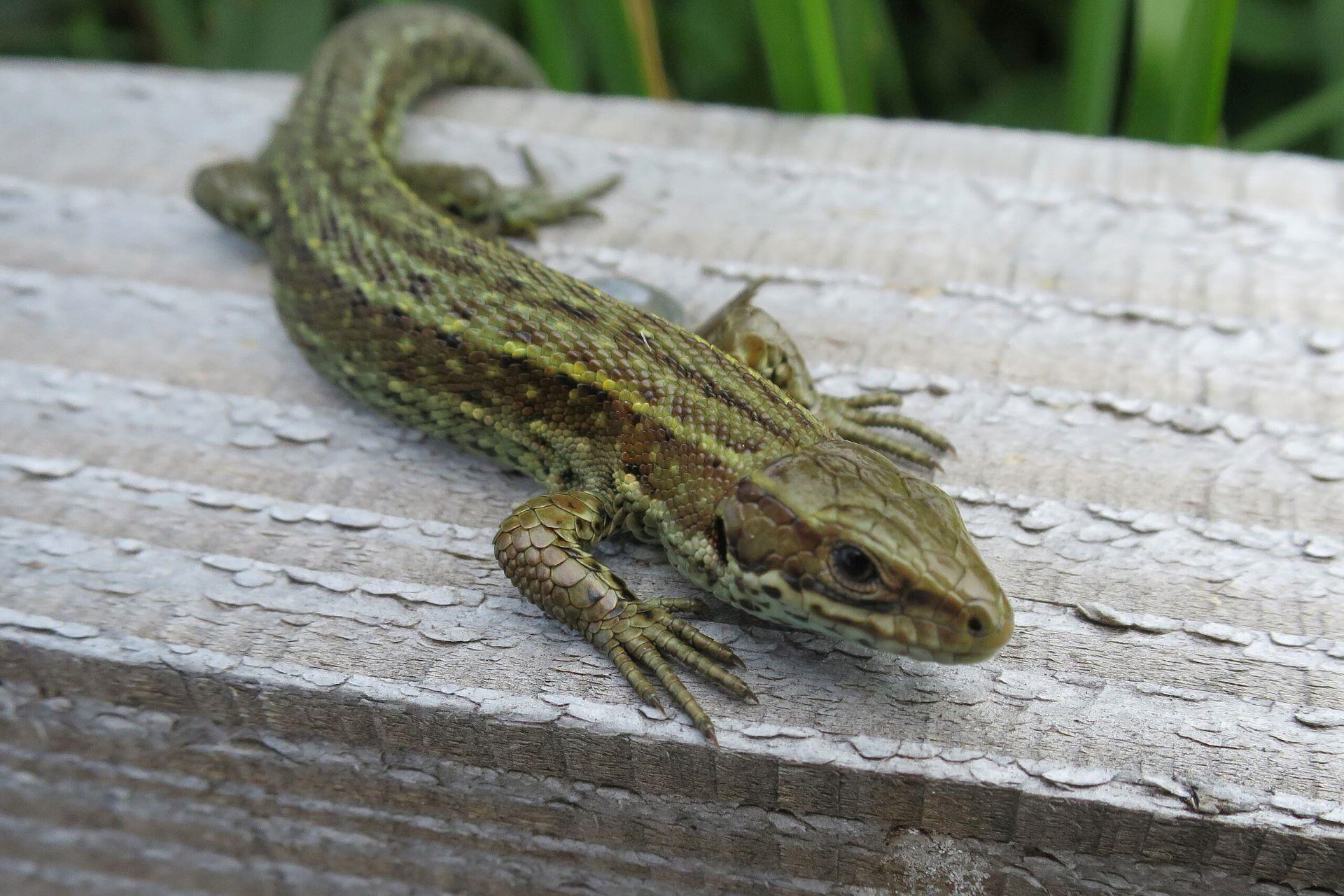 A common lizard.