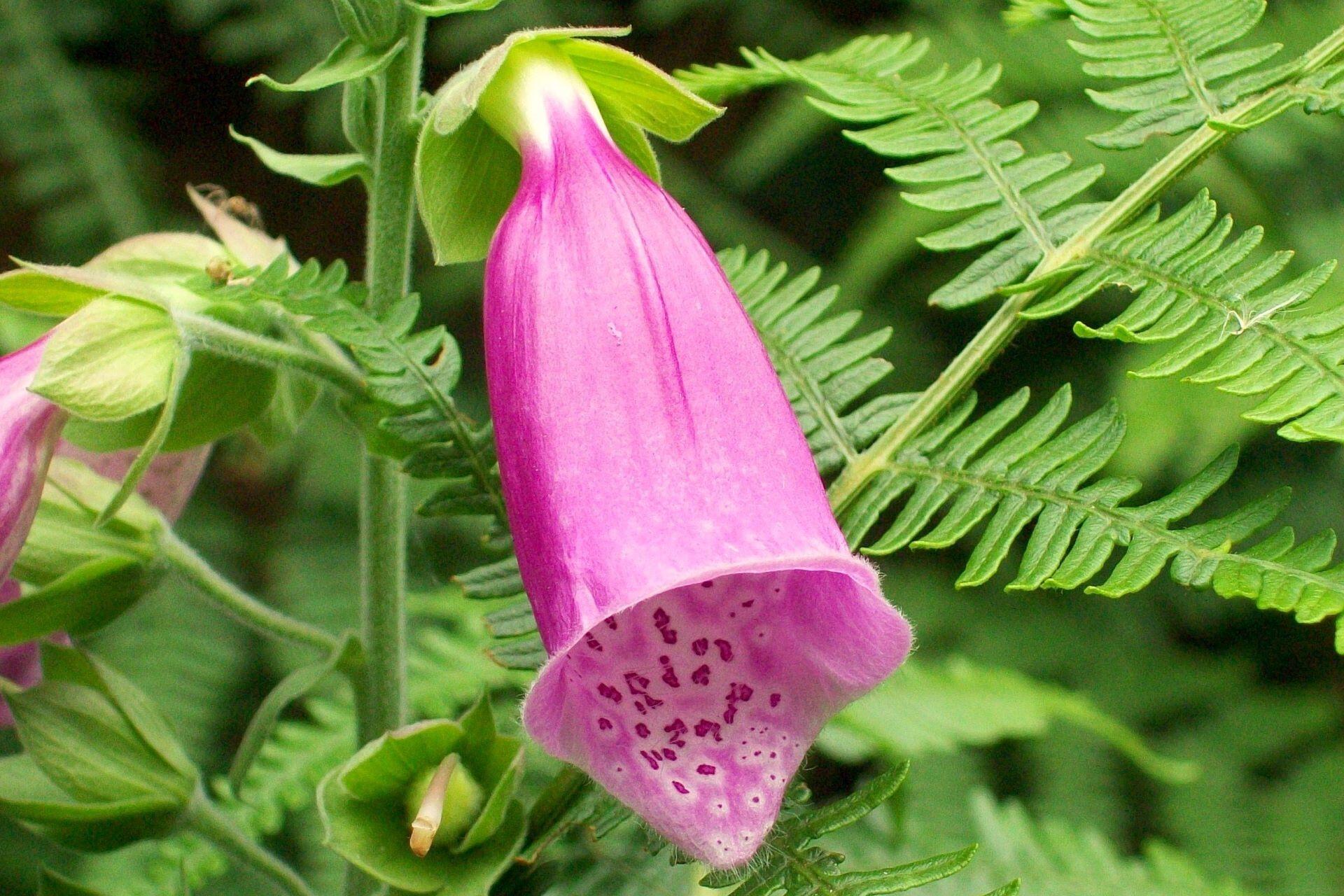 Foxglove.
