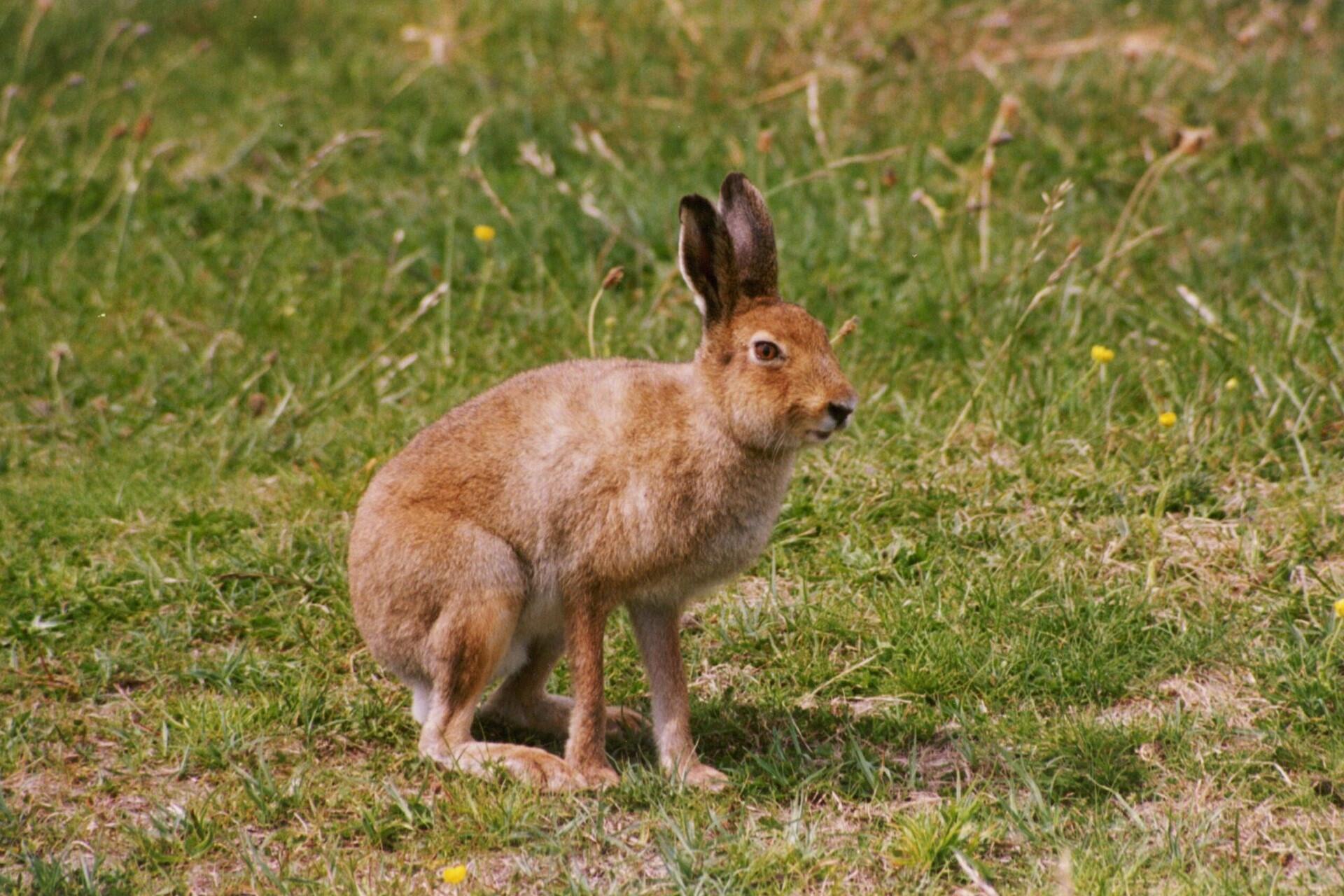 Irish hare