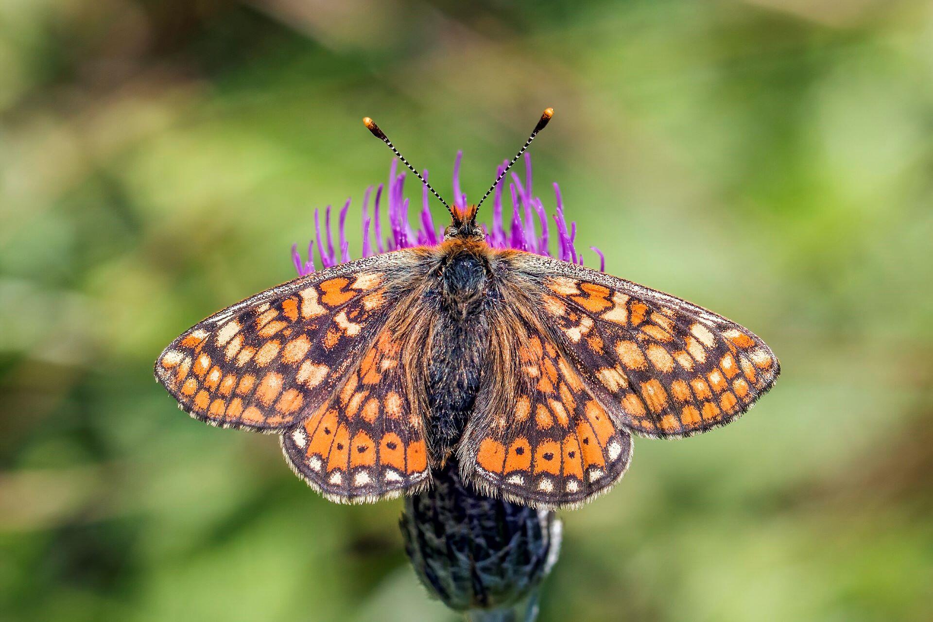 A Marsh Fritillary