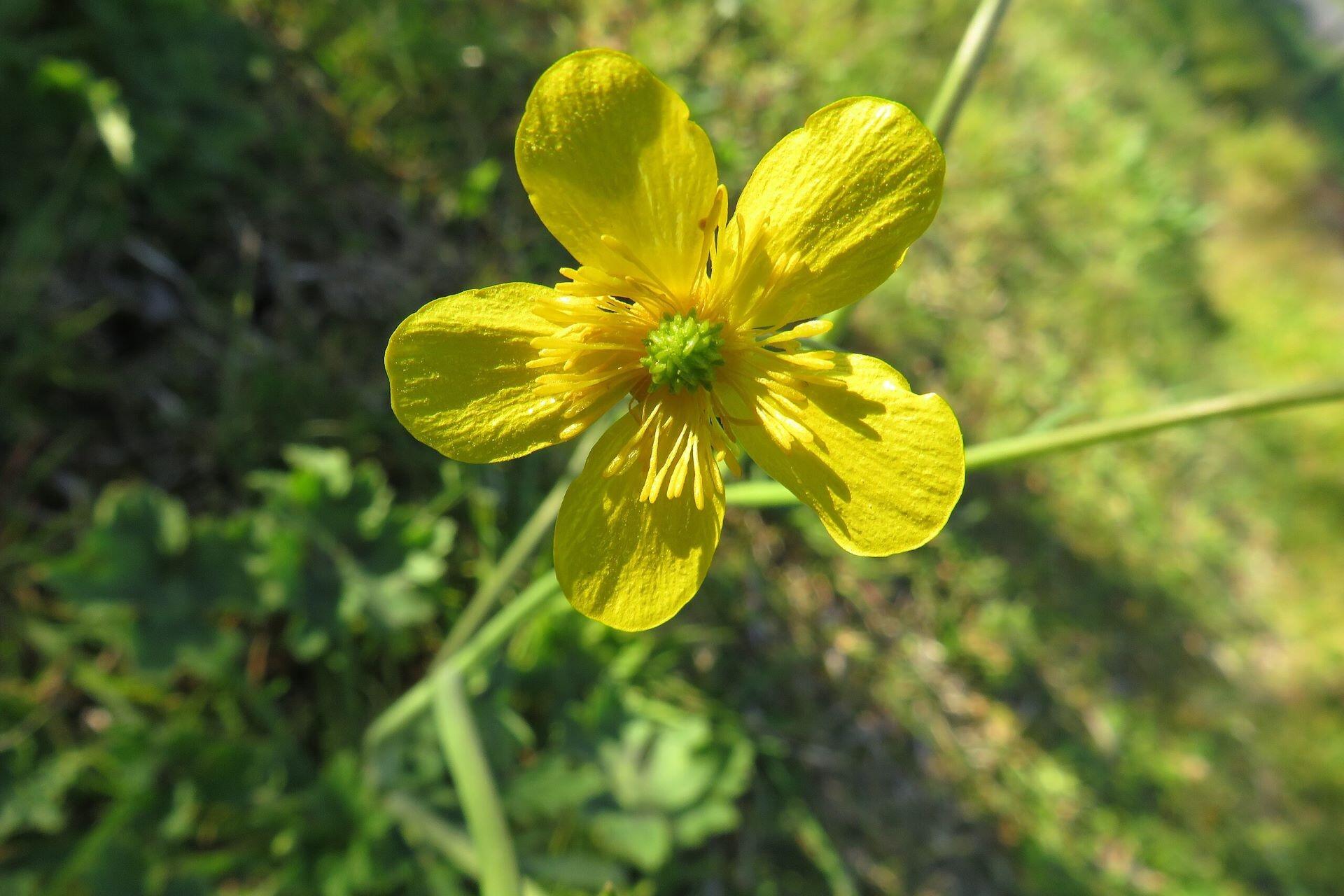 Meadow Buttercup.