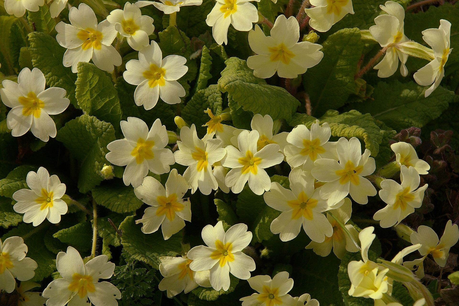 Primrose.