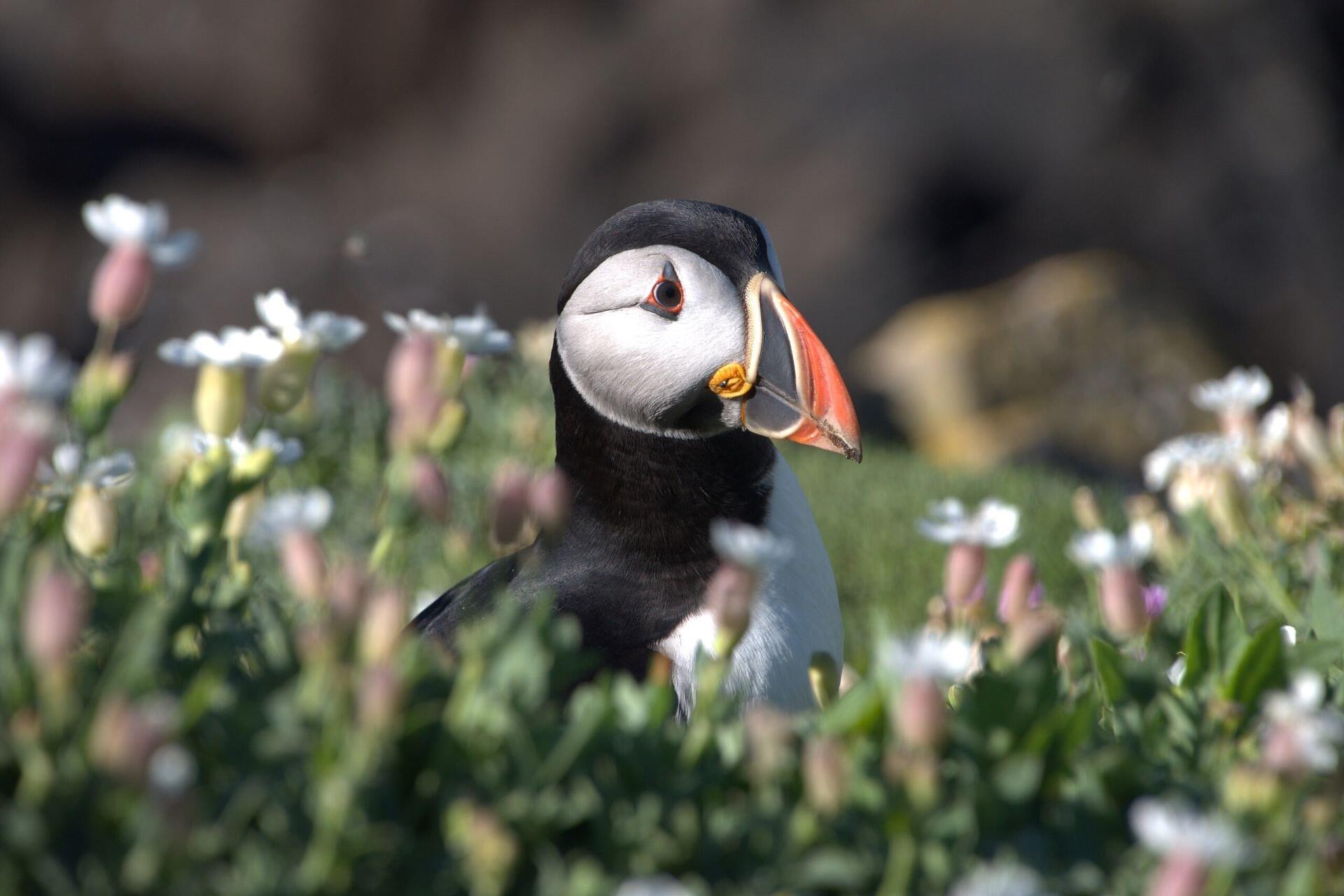 A puffin.