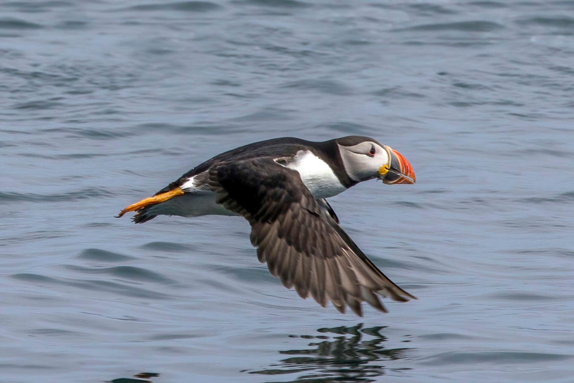 A puffin flying.