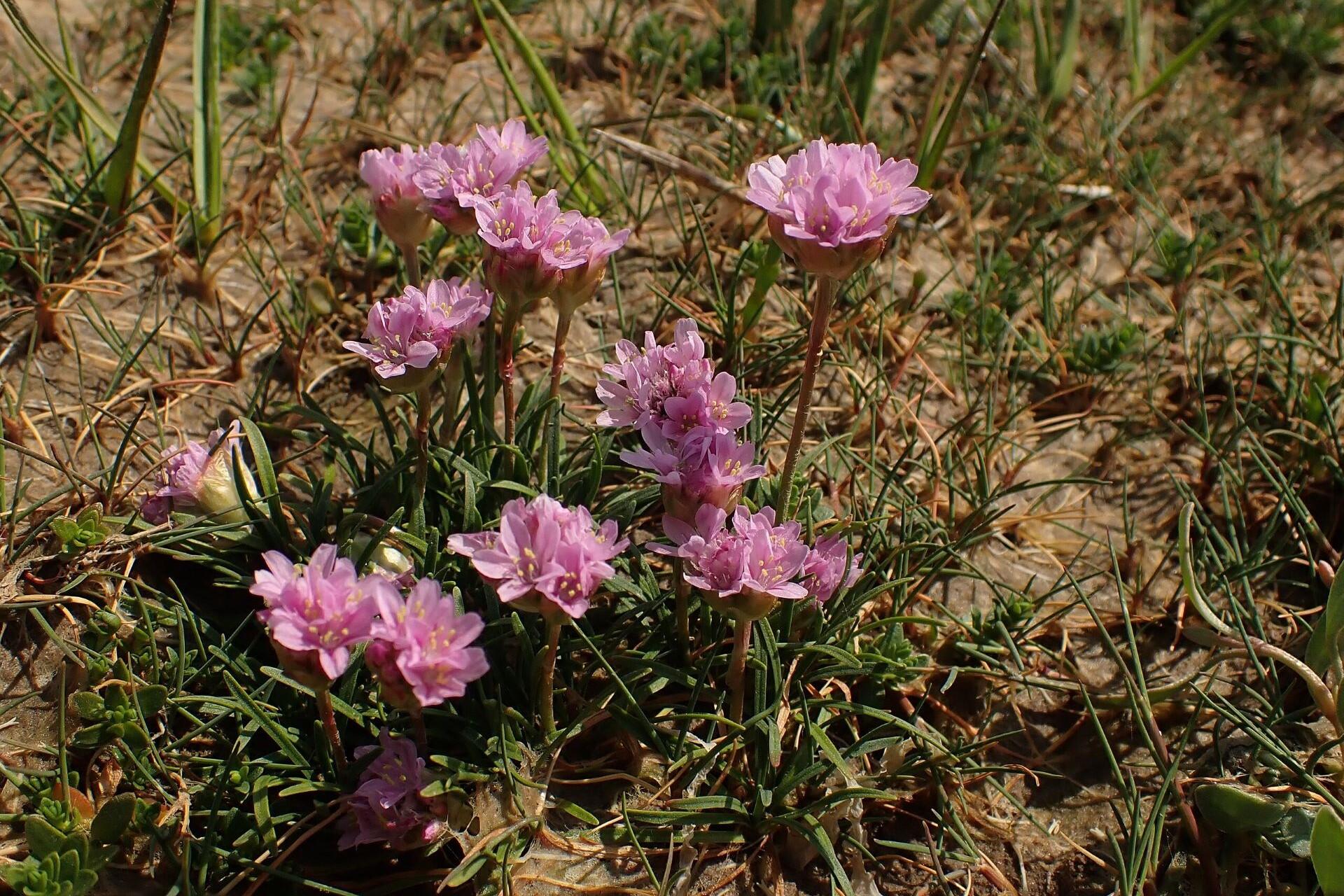 Sea Thrift.