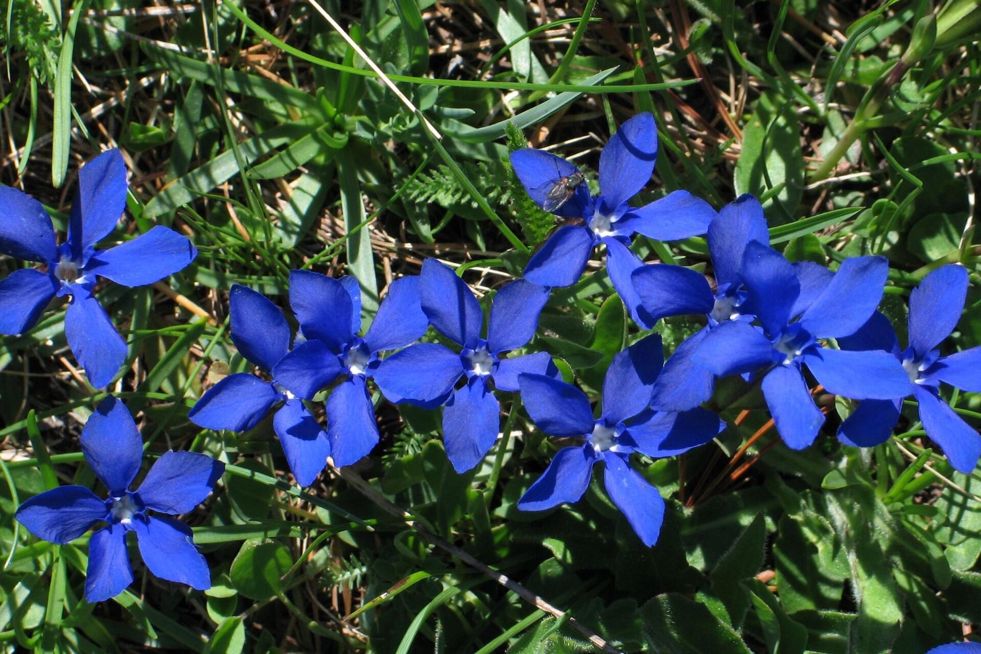 Spring Gentian.