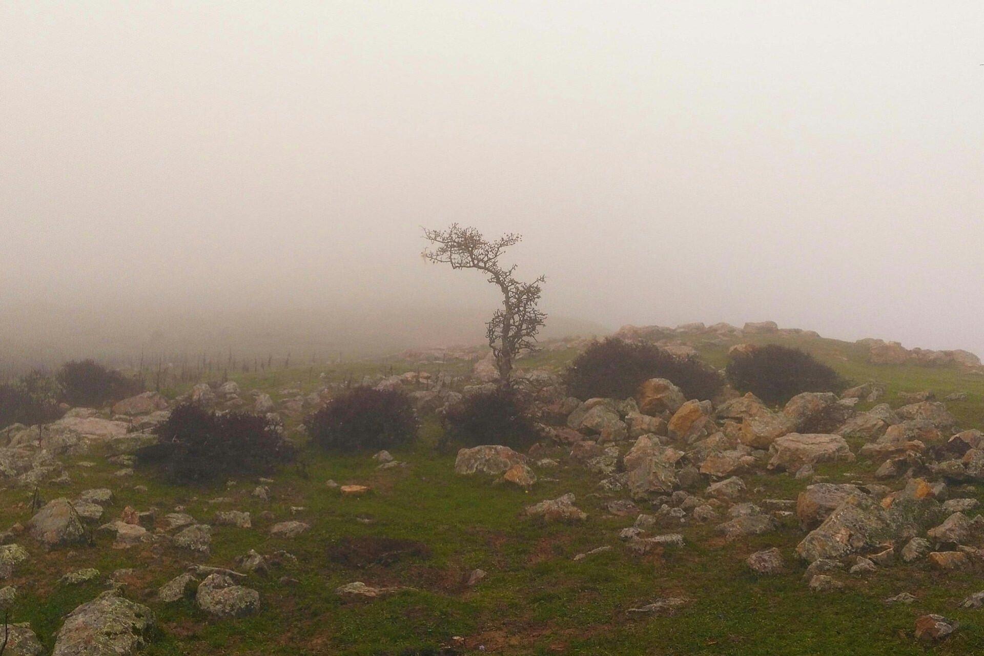 Foggy rocky landscape with a lone twisted tree on a hill