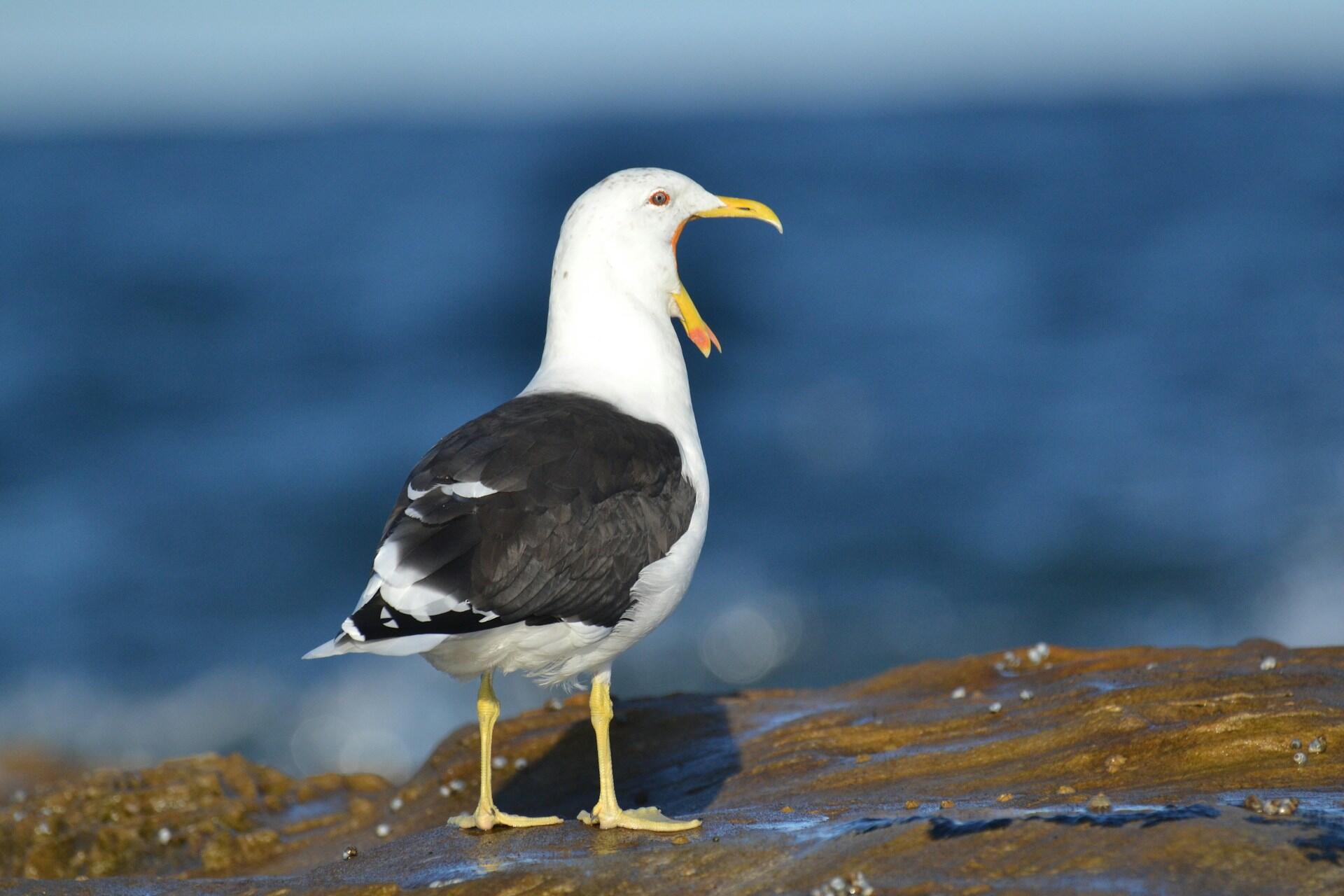 seabird standing on rock near the sea with blue ocean background
