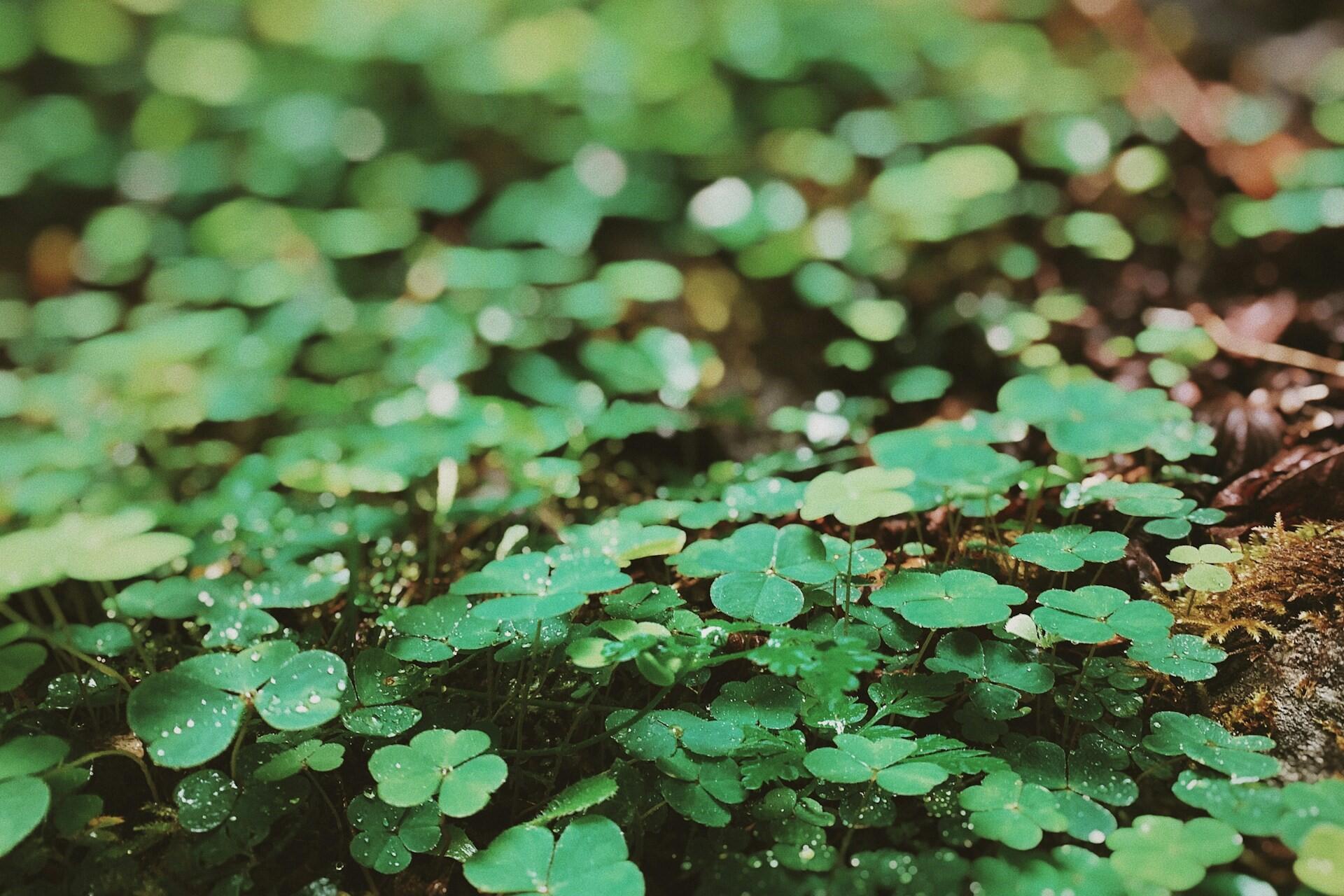 green shamrock leaves growing on forest floor