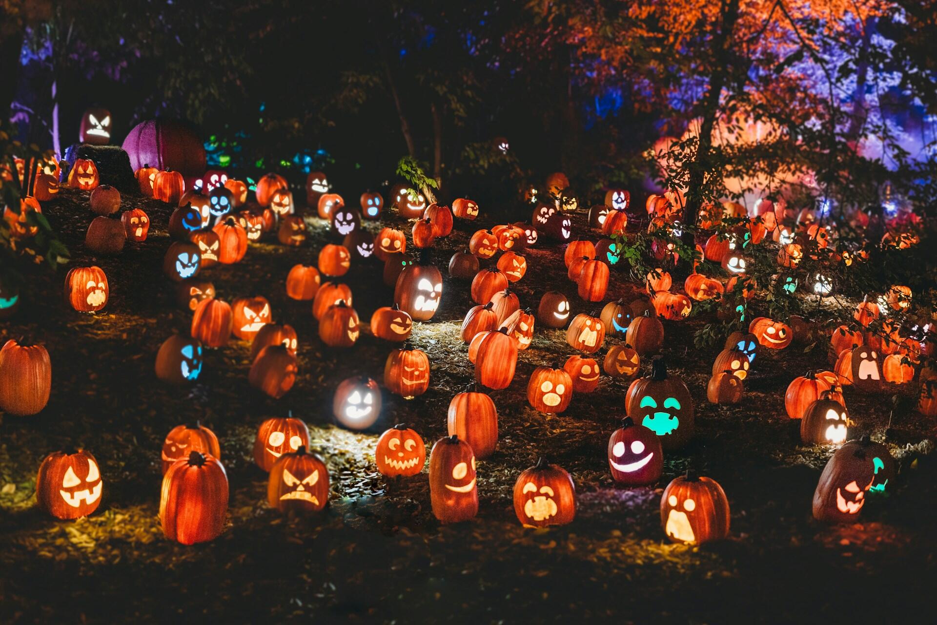 Illuminated carved pumpkins displayed outdoors at a Halloween event