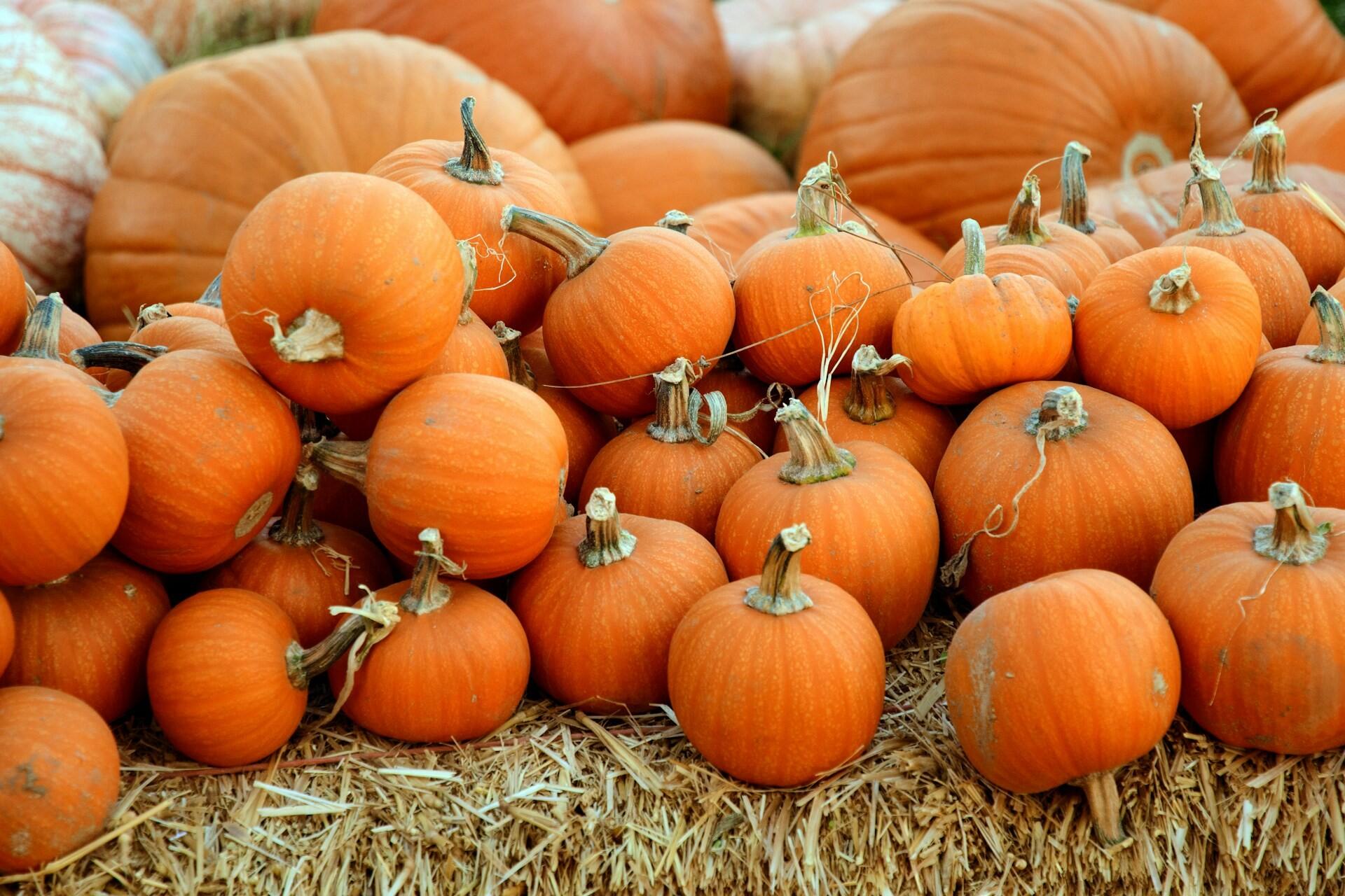 Orange pumpkins arranged on straw for Halloween