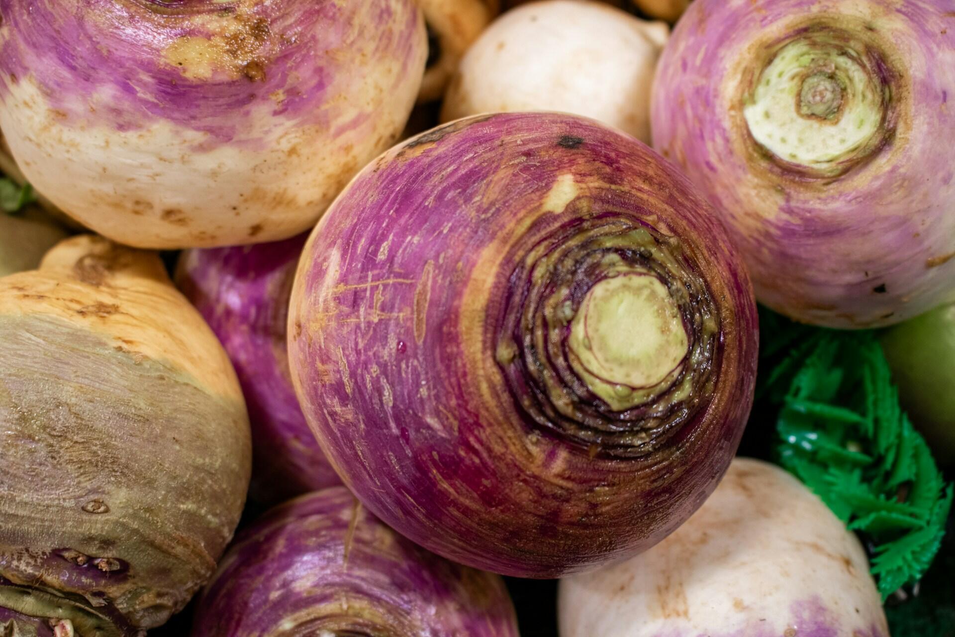 Close-up of purple and white turnips