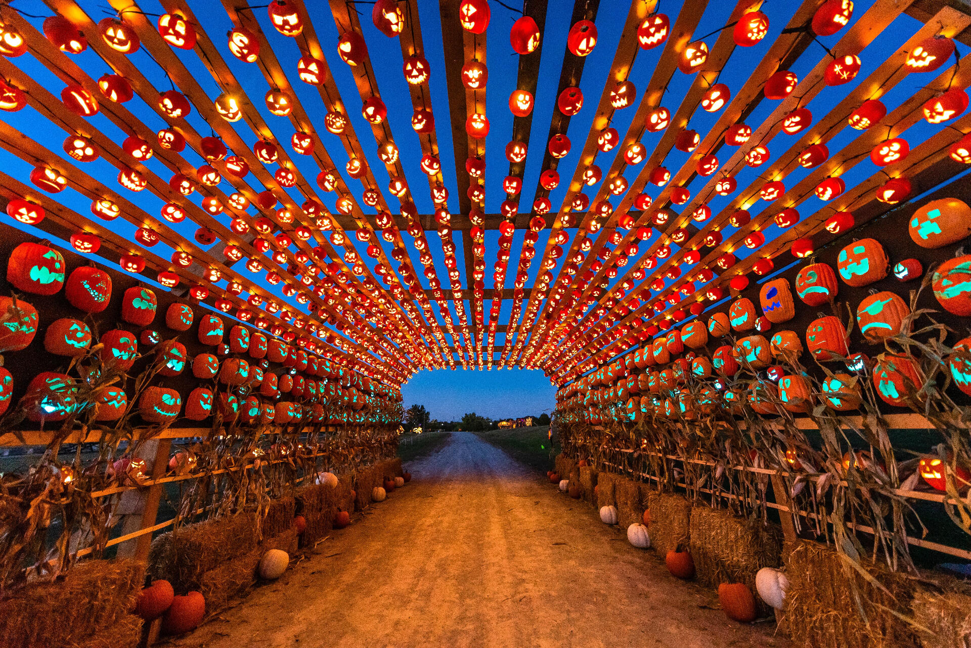 Tunnel lined with illuminated jack-o'-lanterns at a Halloween pumpkin trail