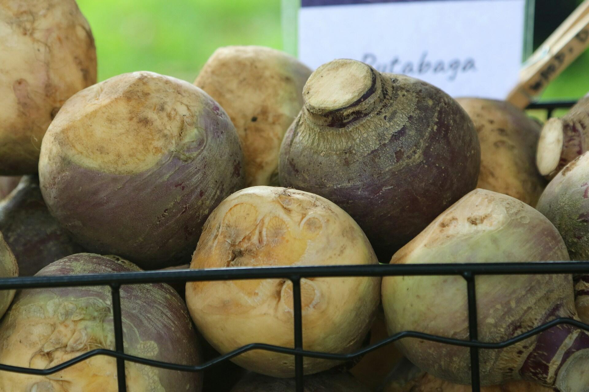 Rutabagas and turnips displayed in a market basket