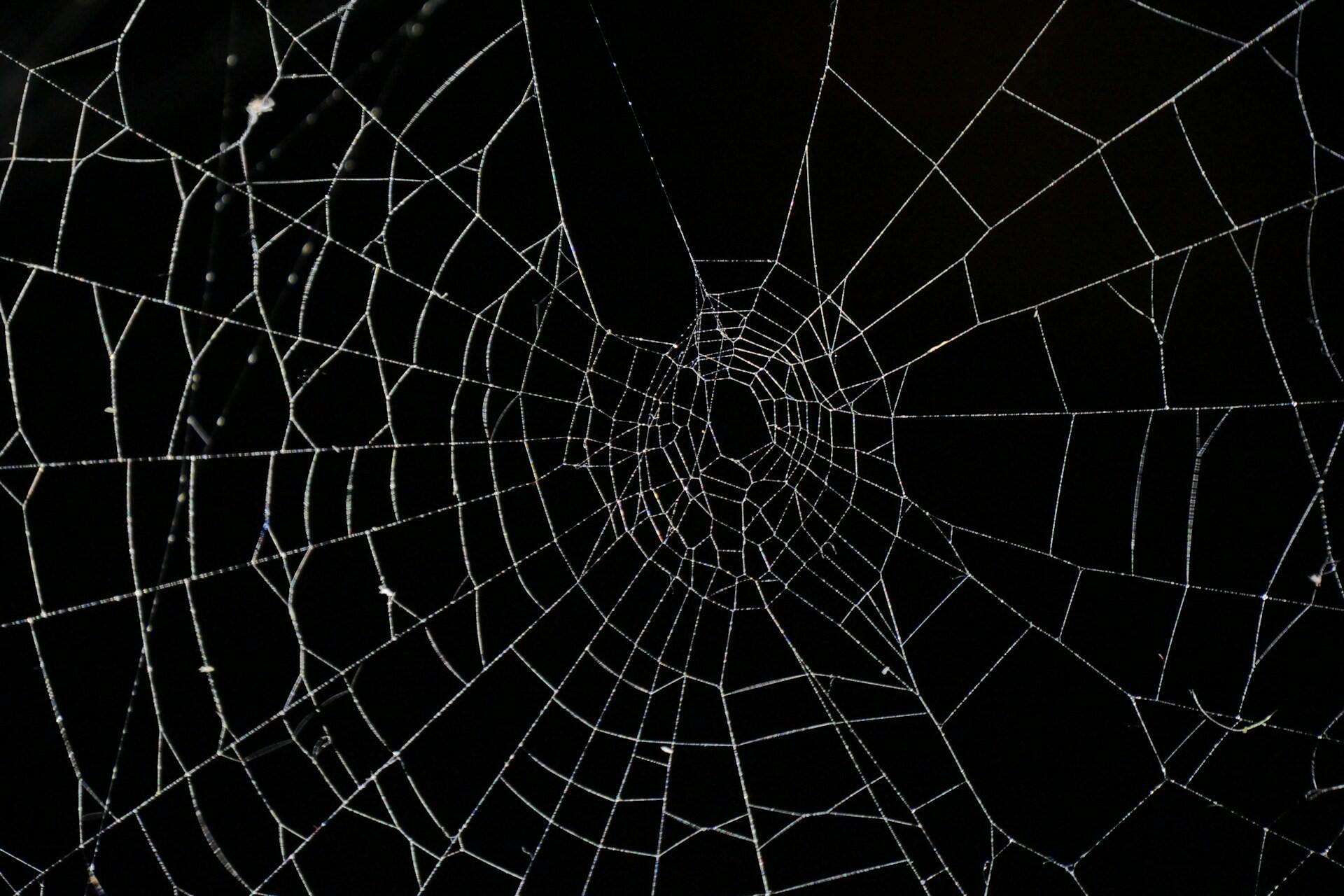 Close-up of a spider web against a black background