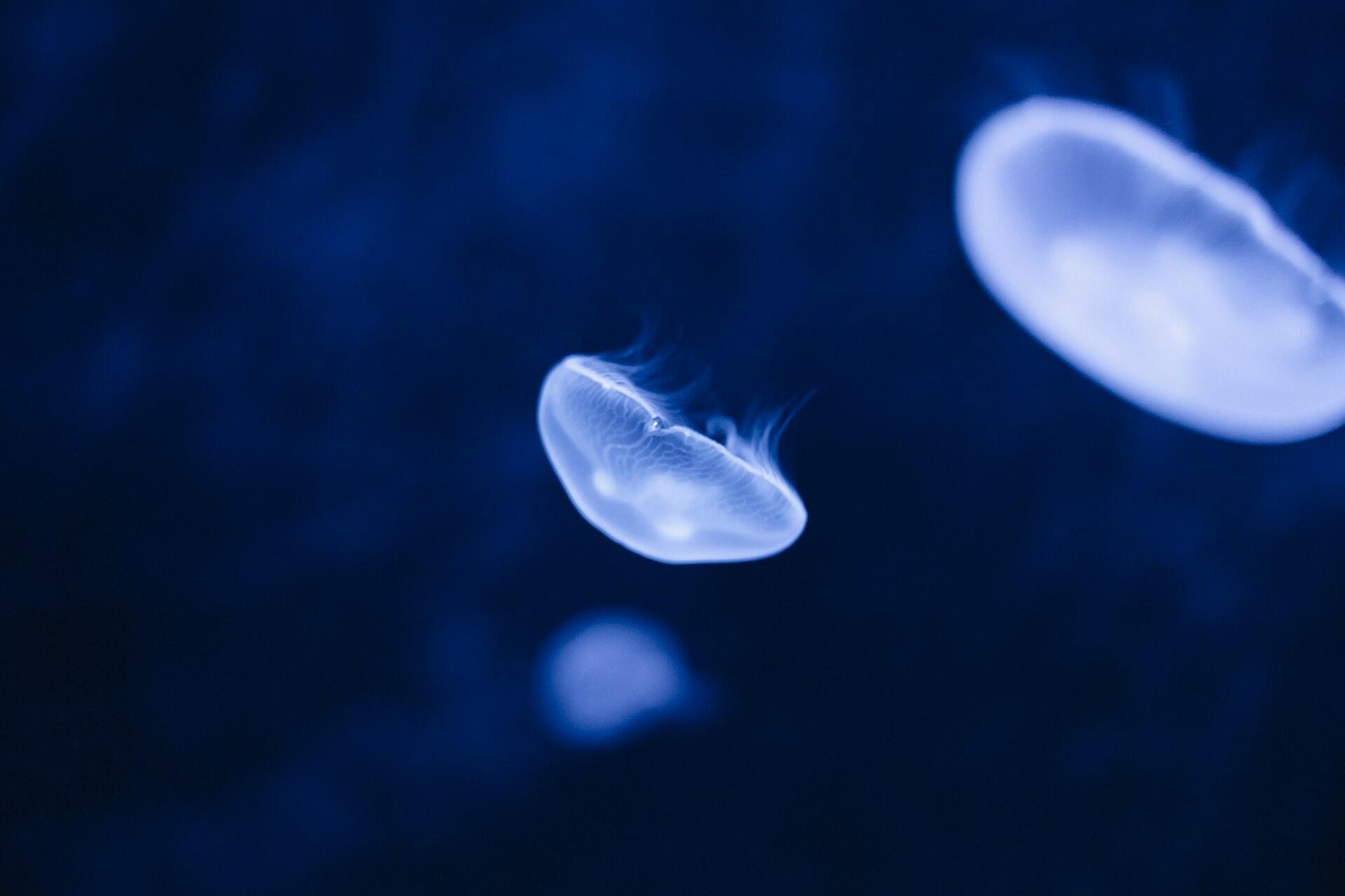 טיפולי הפריות