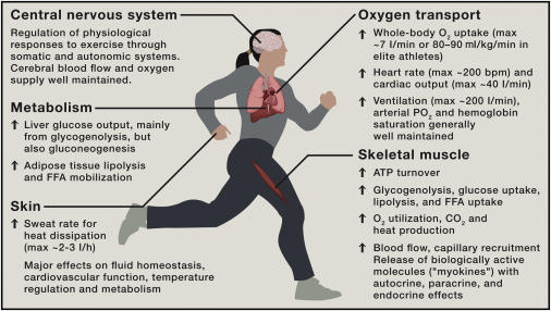 Can you treat cancer with physical exercise?