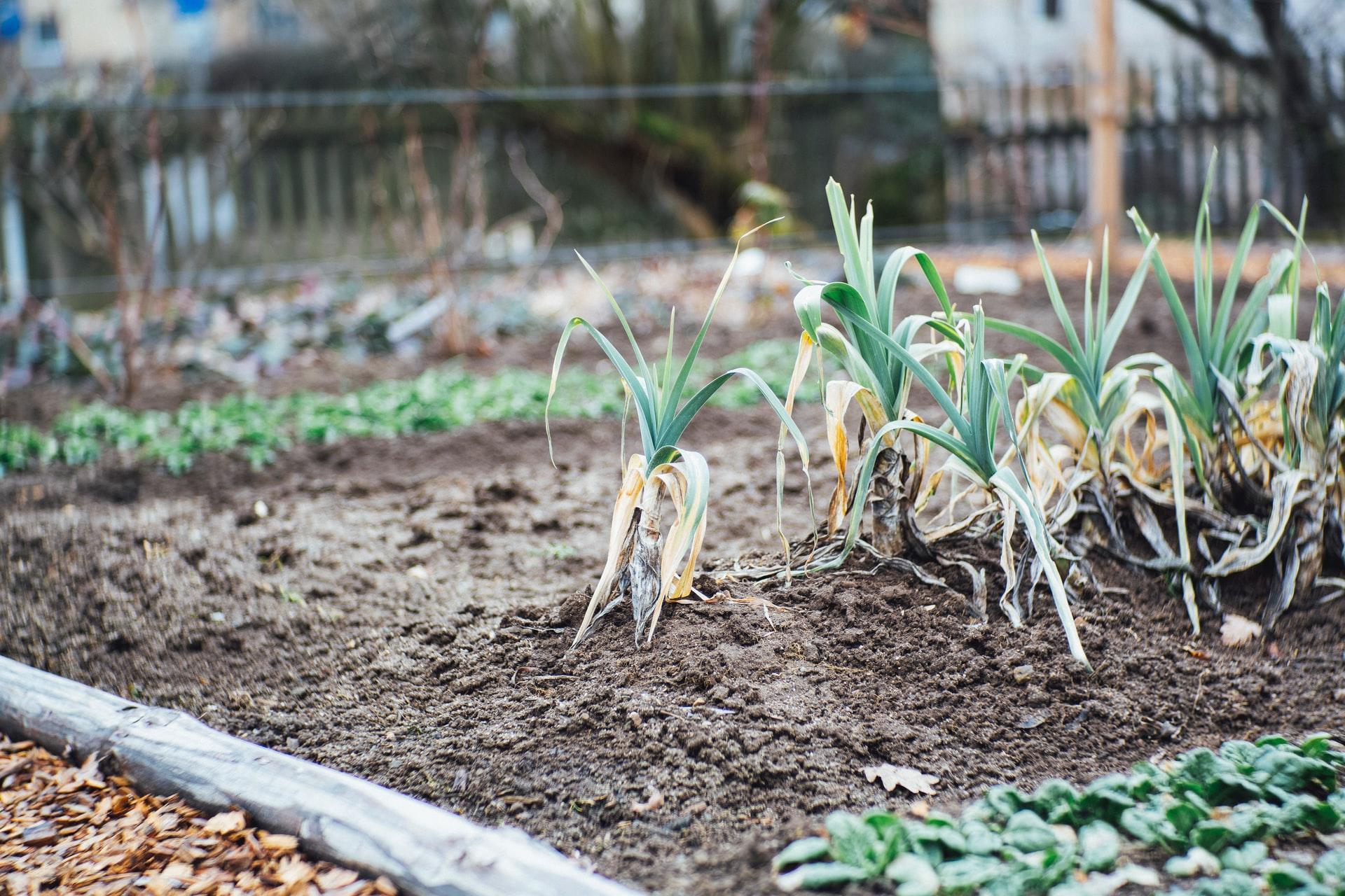 vegetative propagation
