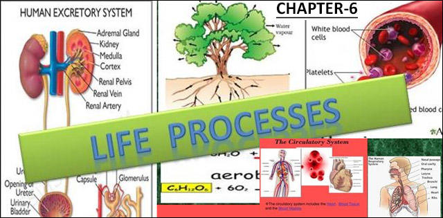 life processes