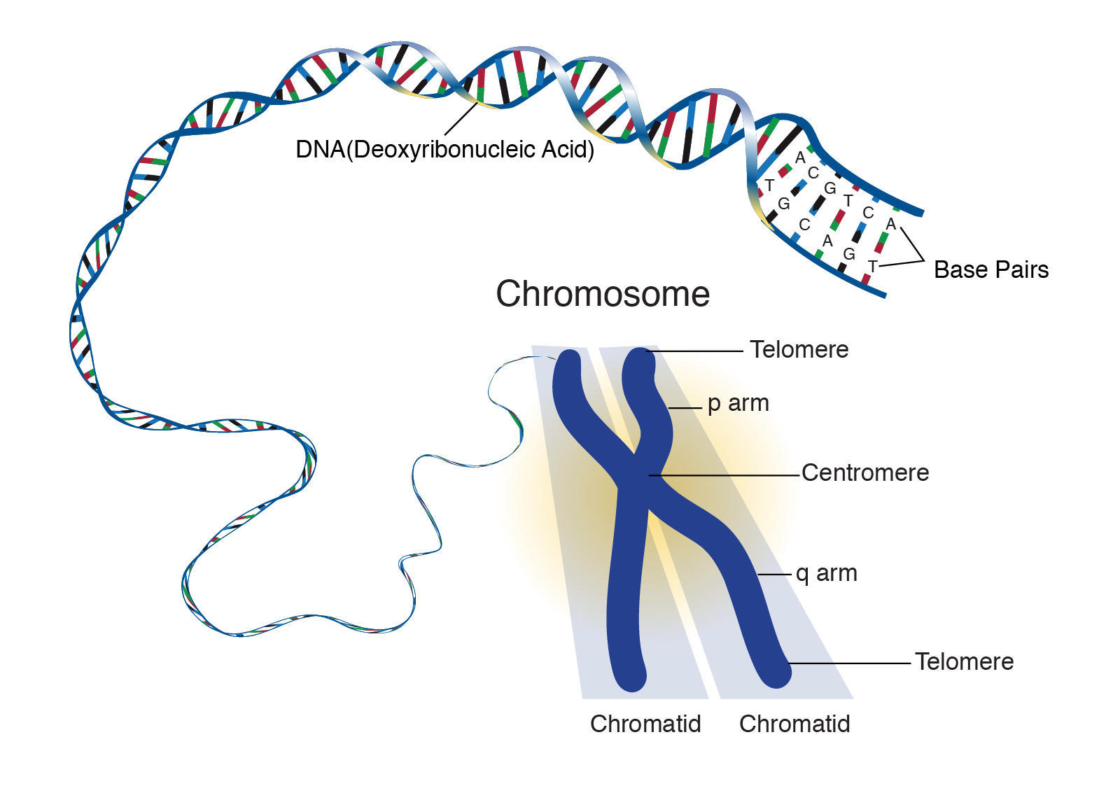 genome research