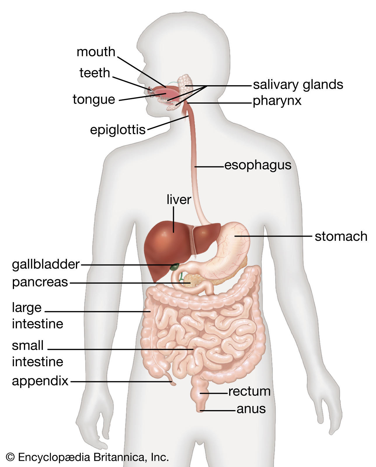 digestion