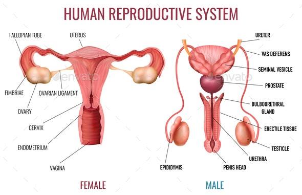 Human reproductive systems