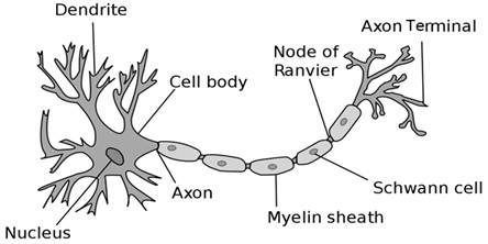 Find tuition teachers for biology in Chennai
