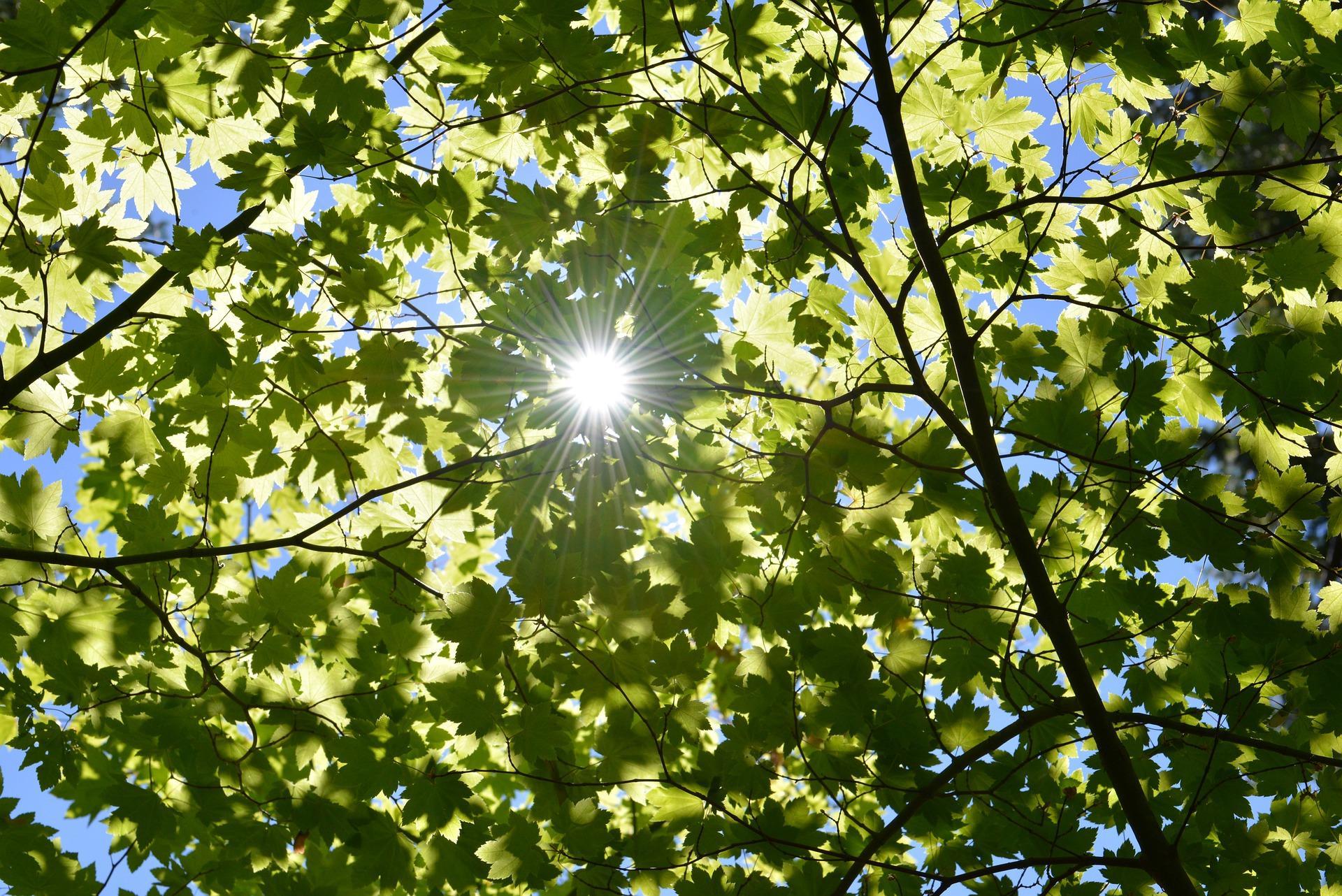 green leaves_sunlight