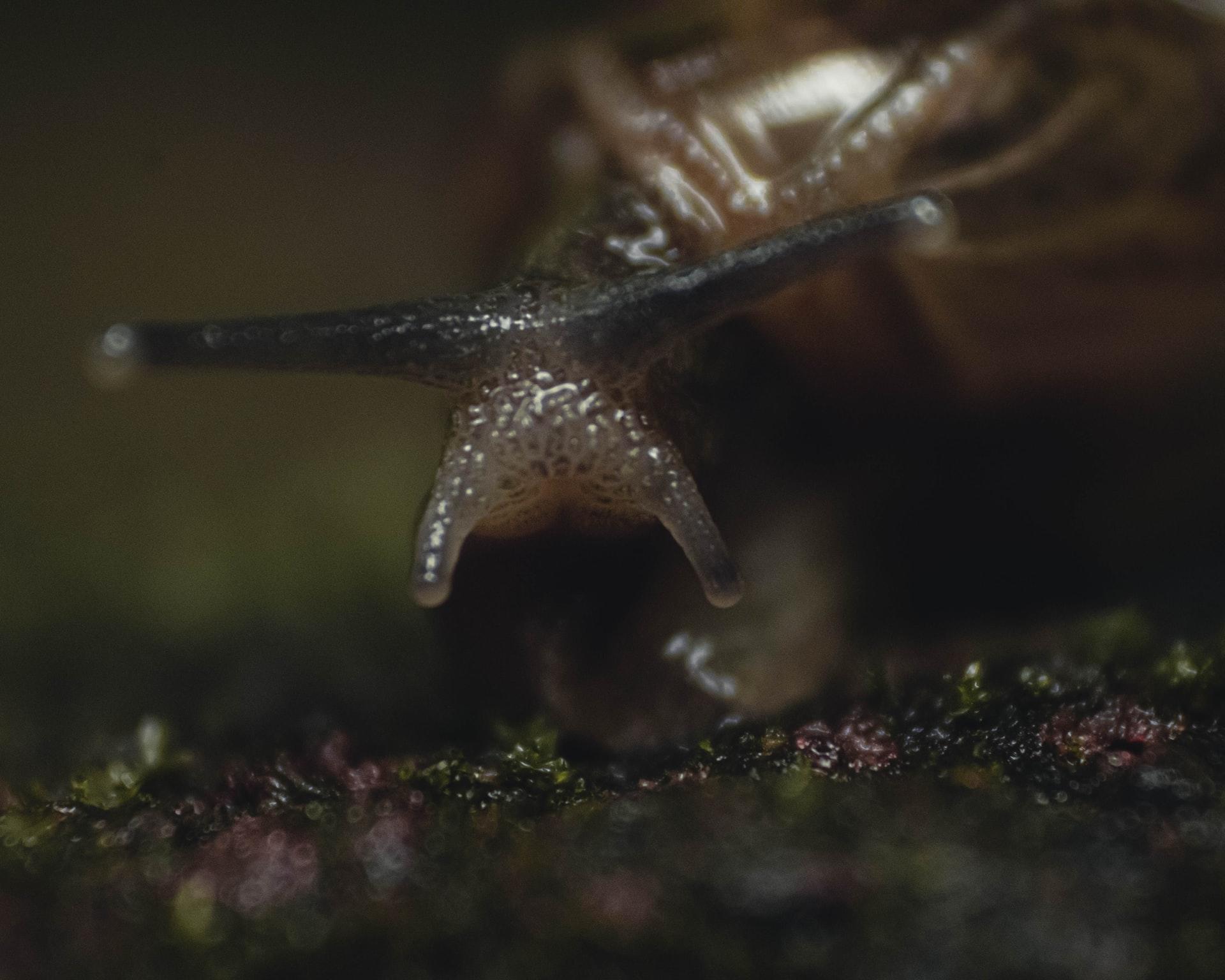living organism