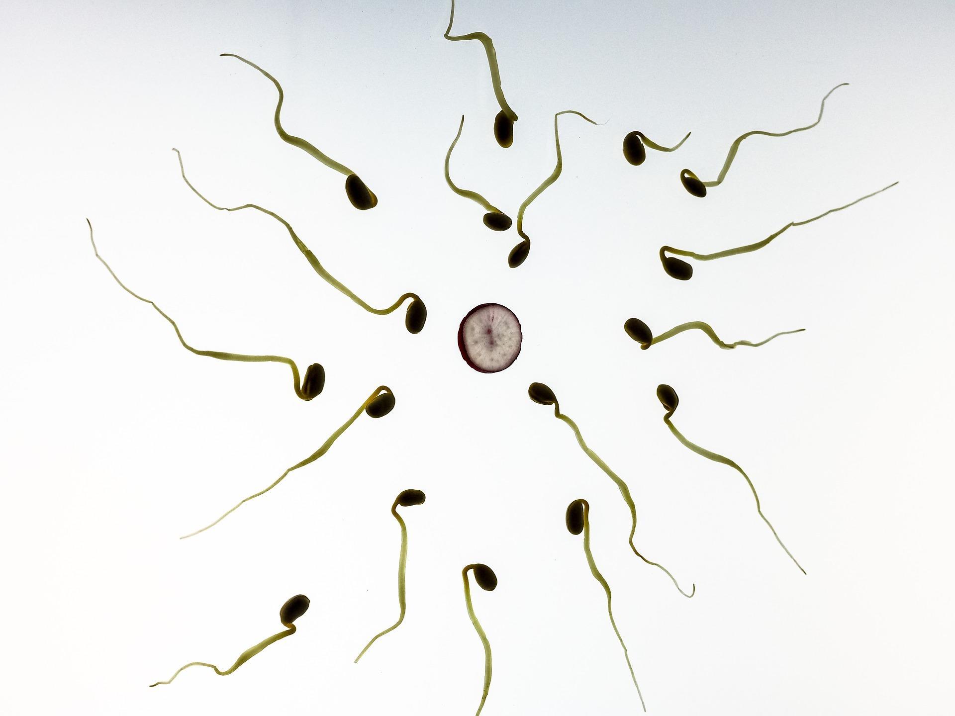 fertilization