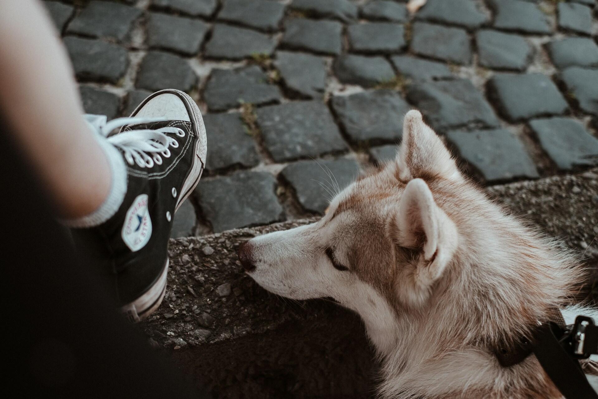a dog sniffing a shoe