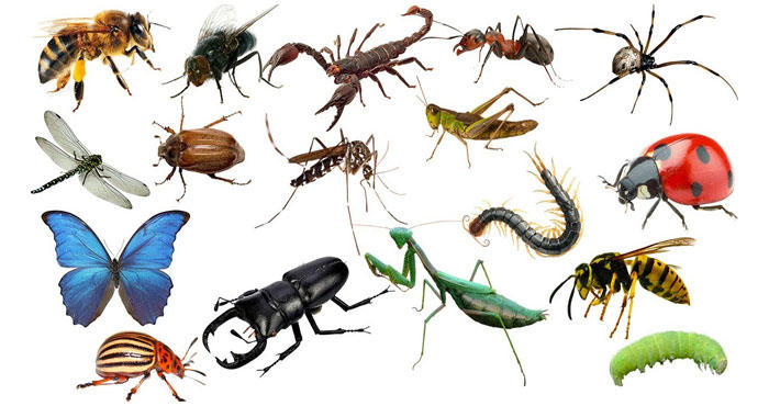 different types of insects on a white background