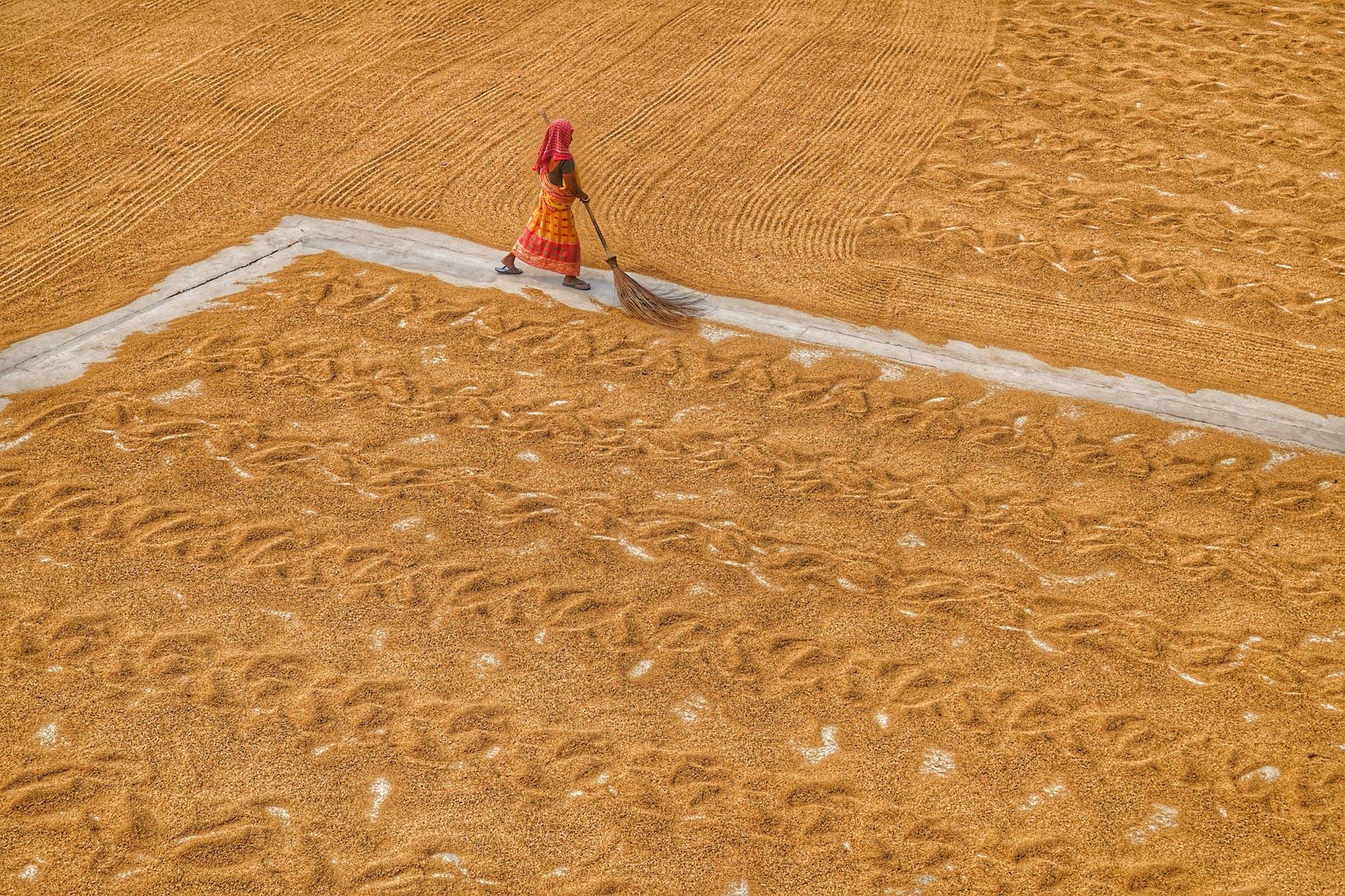 A woman sweeps a path through harvested grain