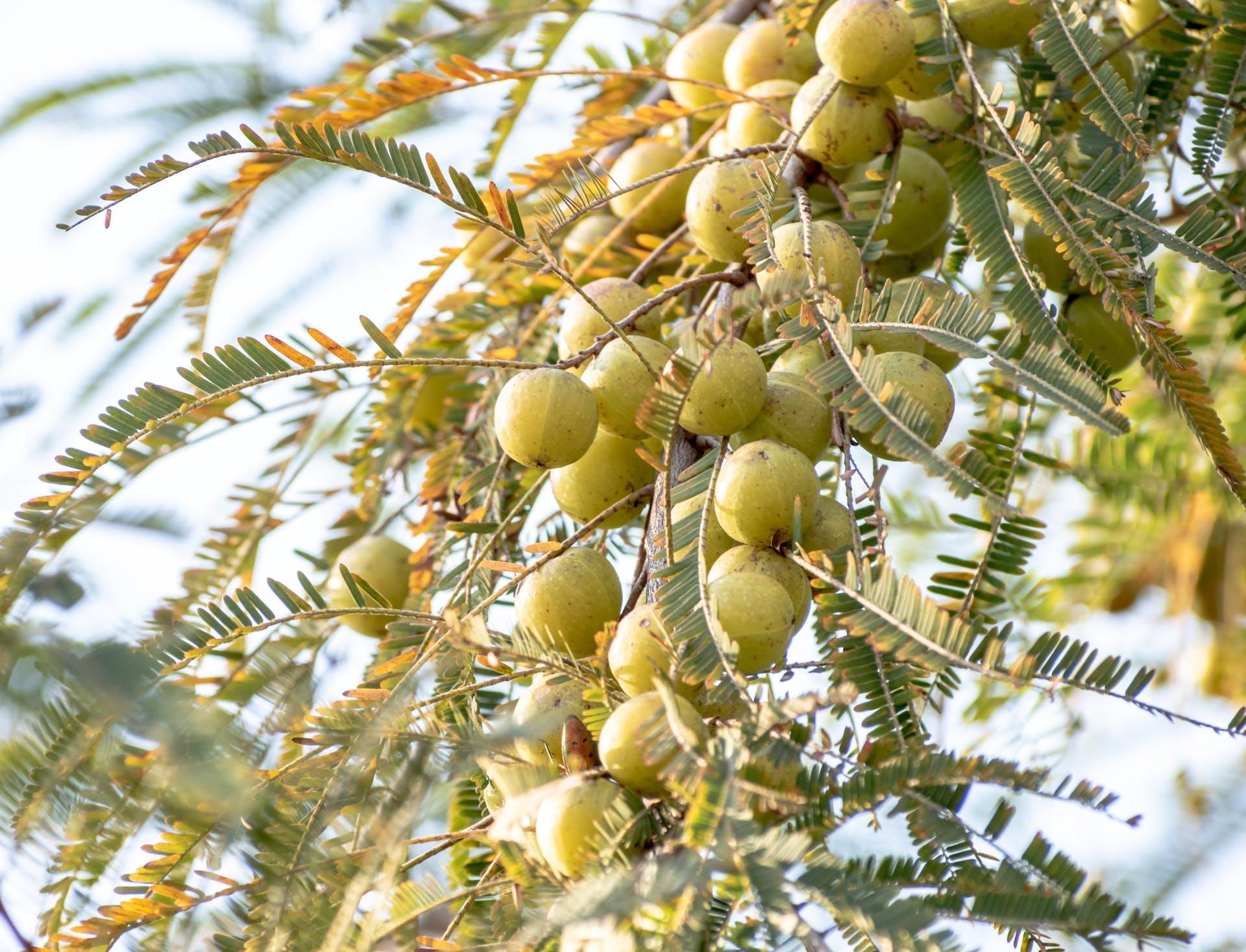 A branch of an amla tree with leaves and fruits