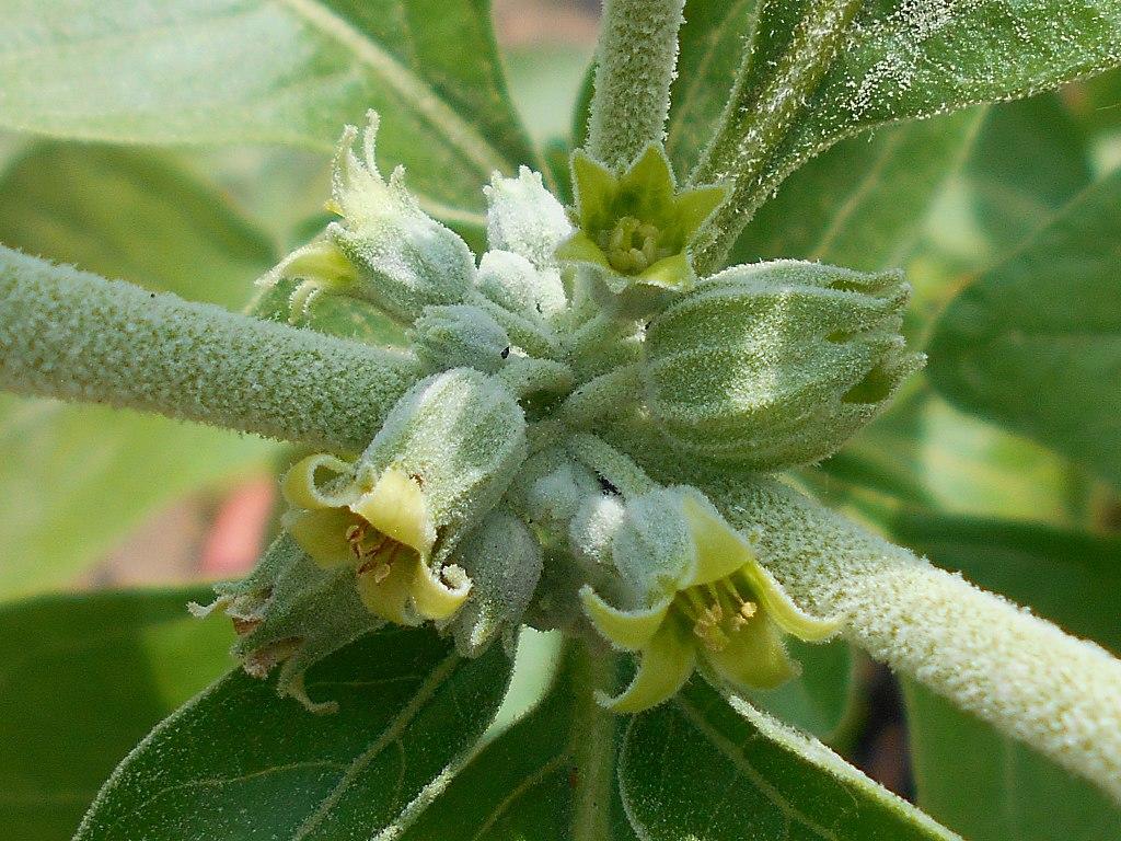 A closeup of the flowers and leaves of the ashwagandha plant