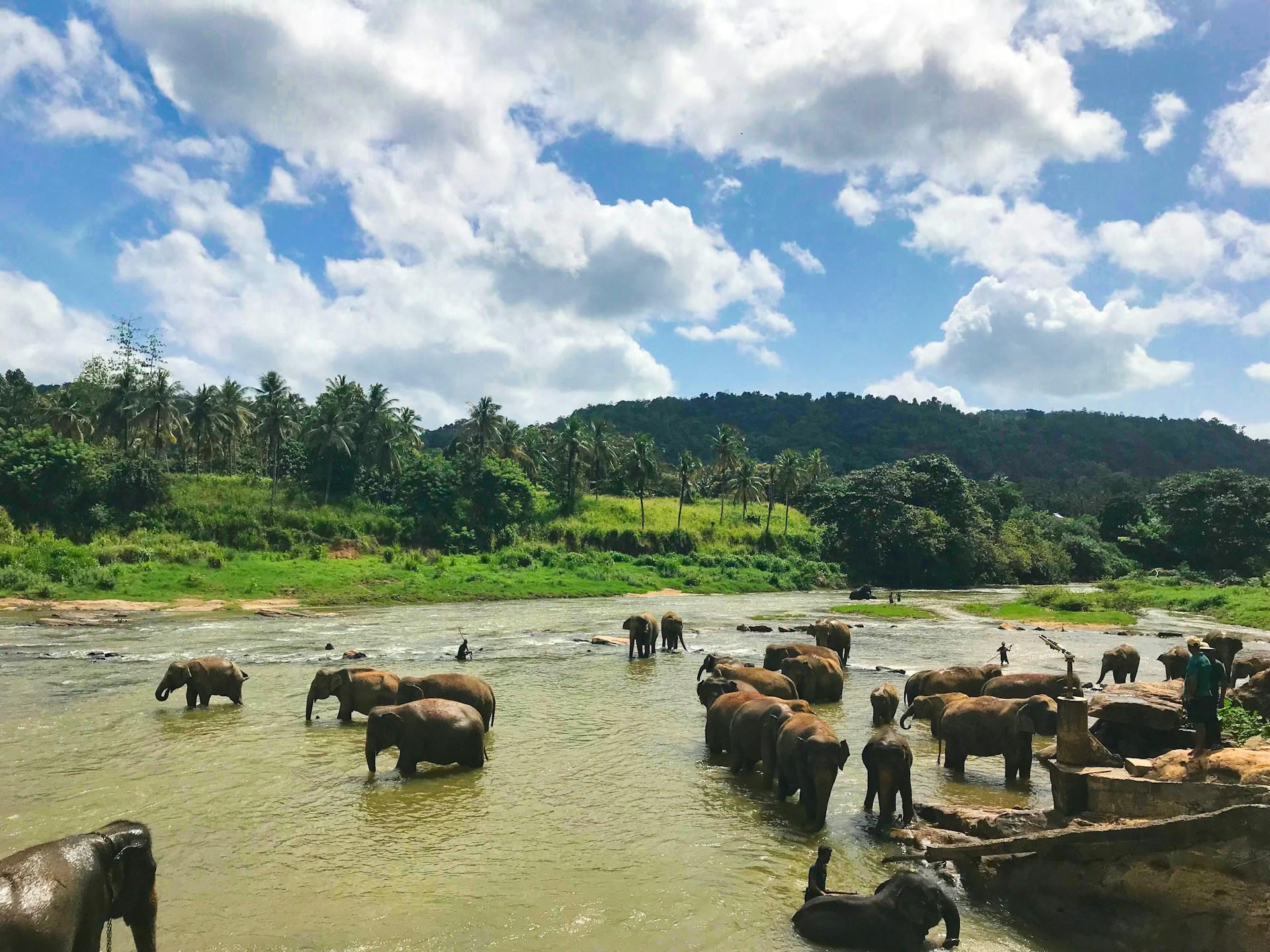 asian elephants