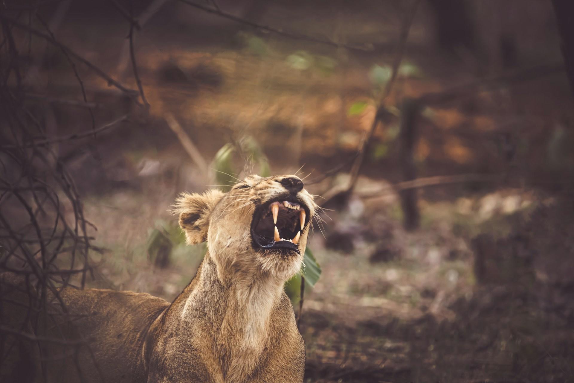 Asiatic Lion India