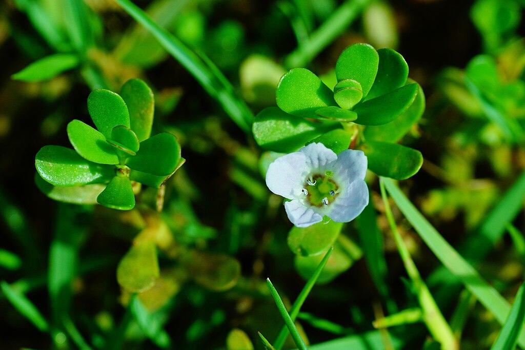 A closeup of the Brahmi plant with a flower