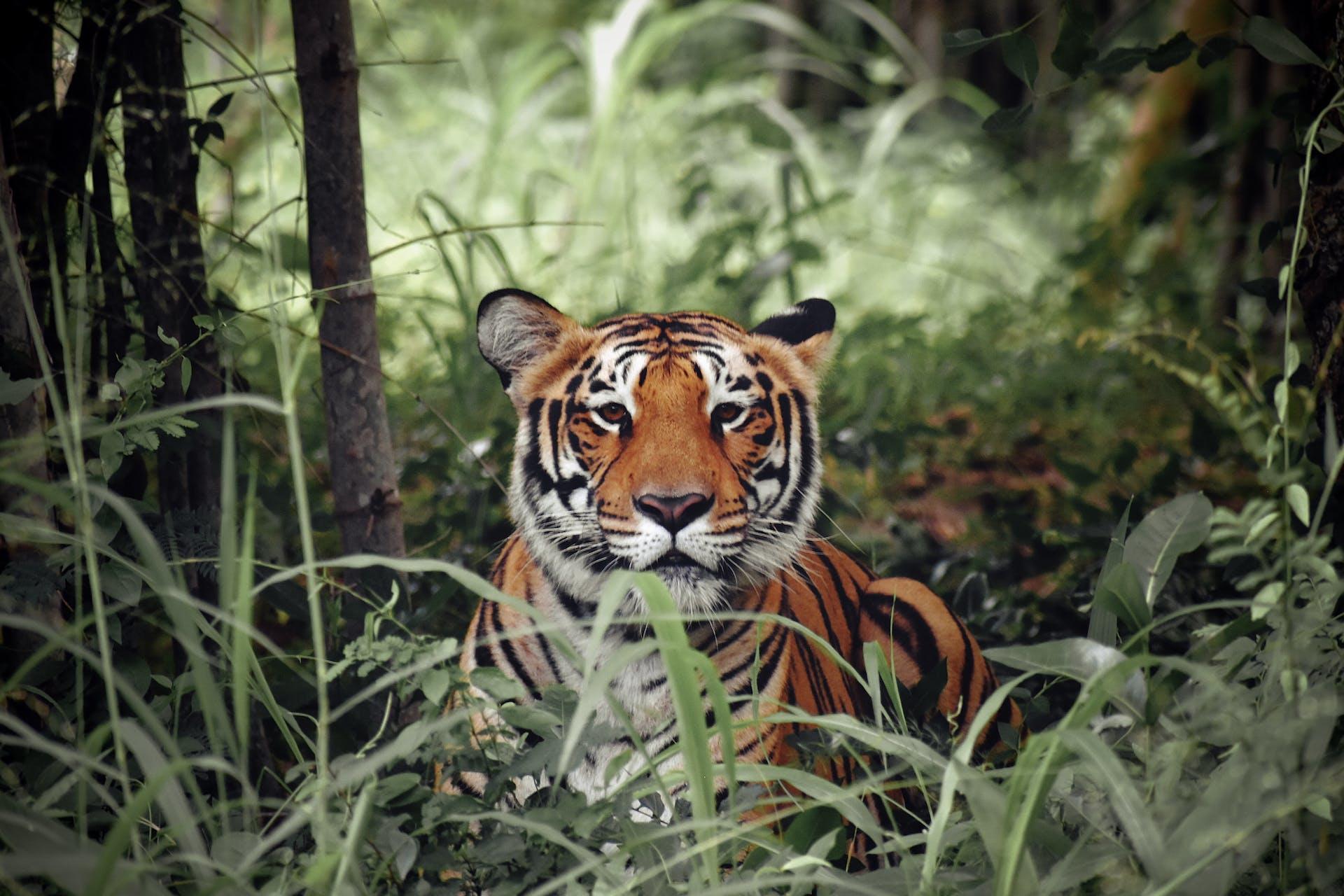 A bengal tiger looking into the camera