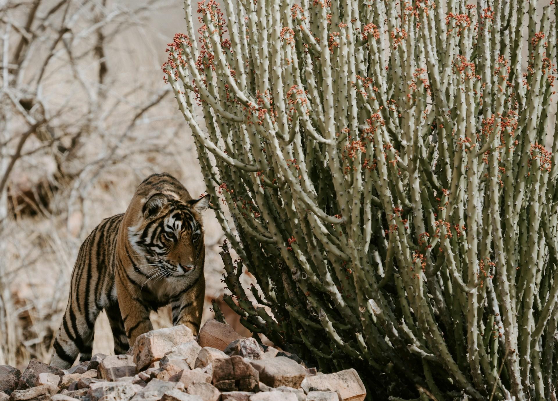 A Bengal tiger walking in a desert landscape nest to a cactus in Ranthambore National Park