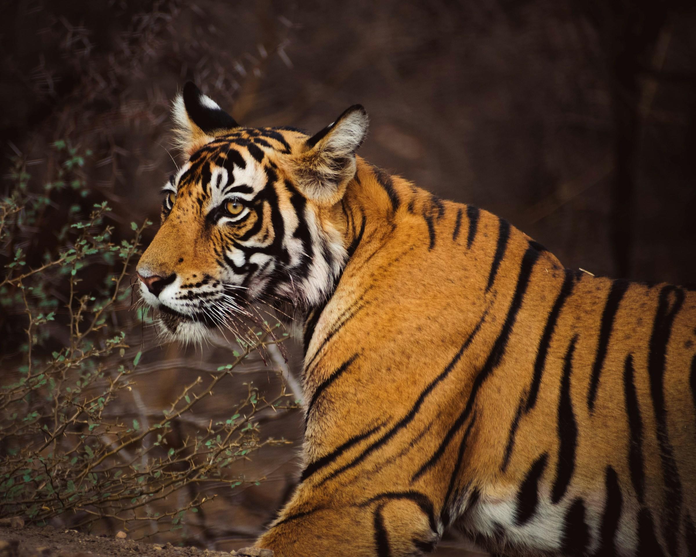 A Bengal tiger walking through the forest in Ranthambore National Park