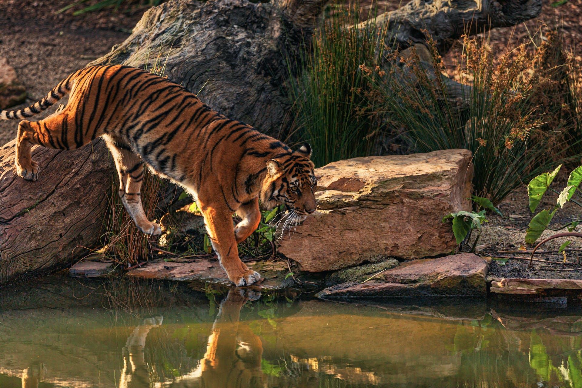 A bengal tiger walking near water
