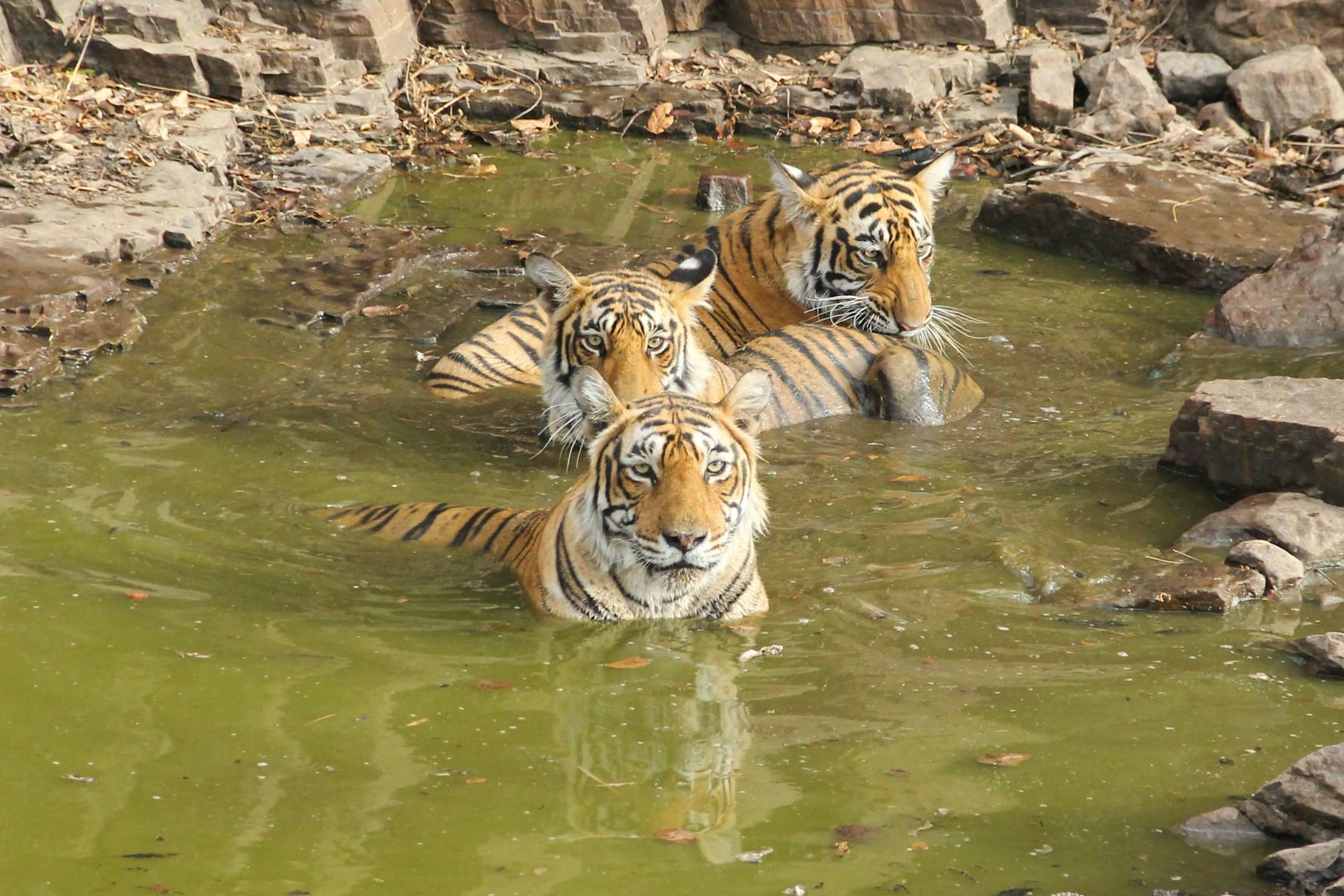 Three Bengal tigers swimming in a small pond in Ranthambore