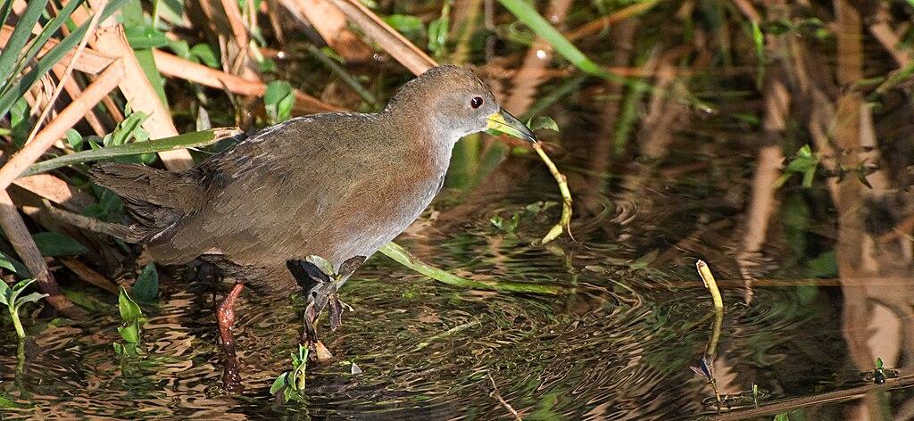A brown crake bird standing in water