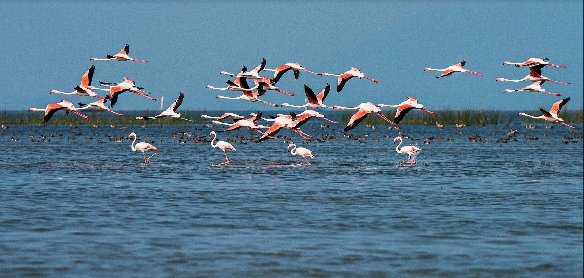 Flamingos flying over Chilika lake