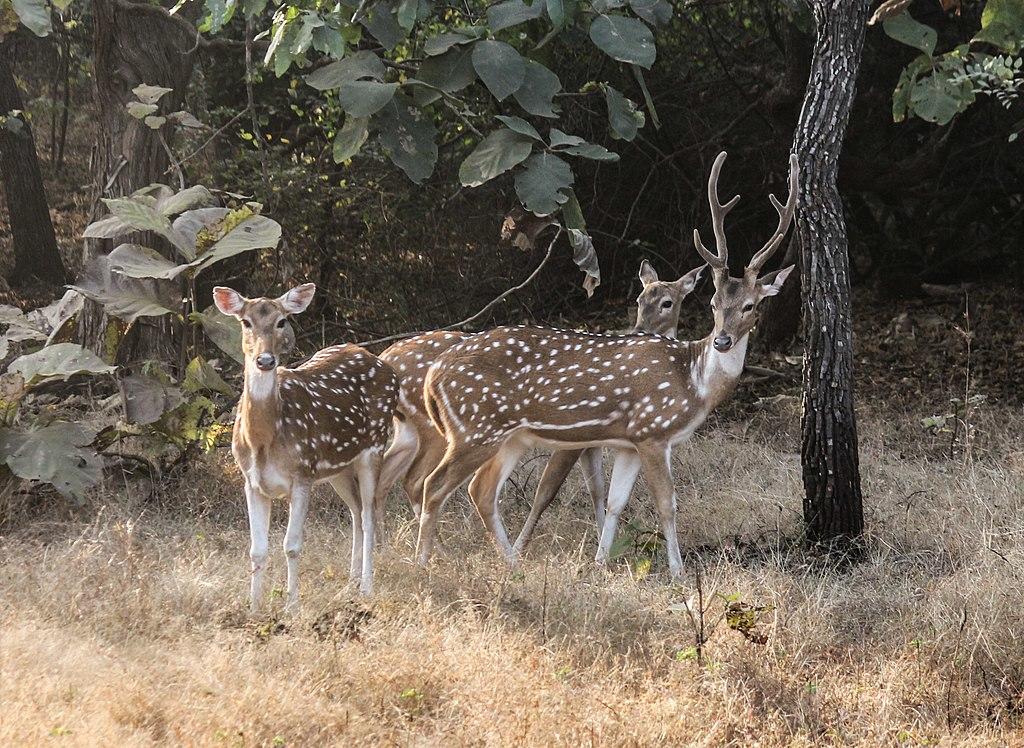 Three chital deer in the forest