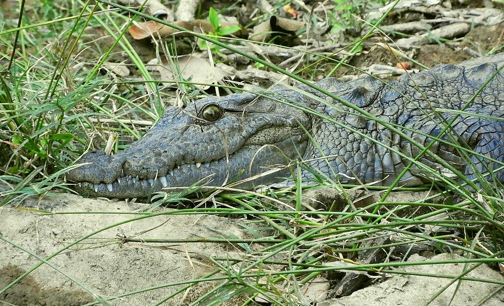 A close up of a mugger crocodile laying in the mud