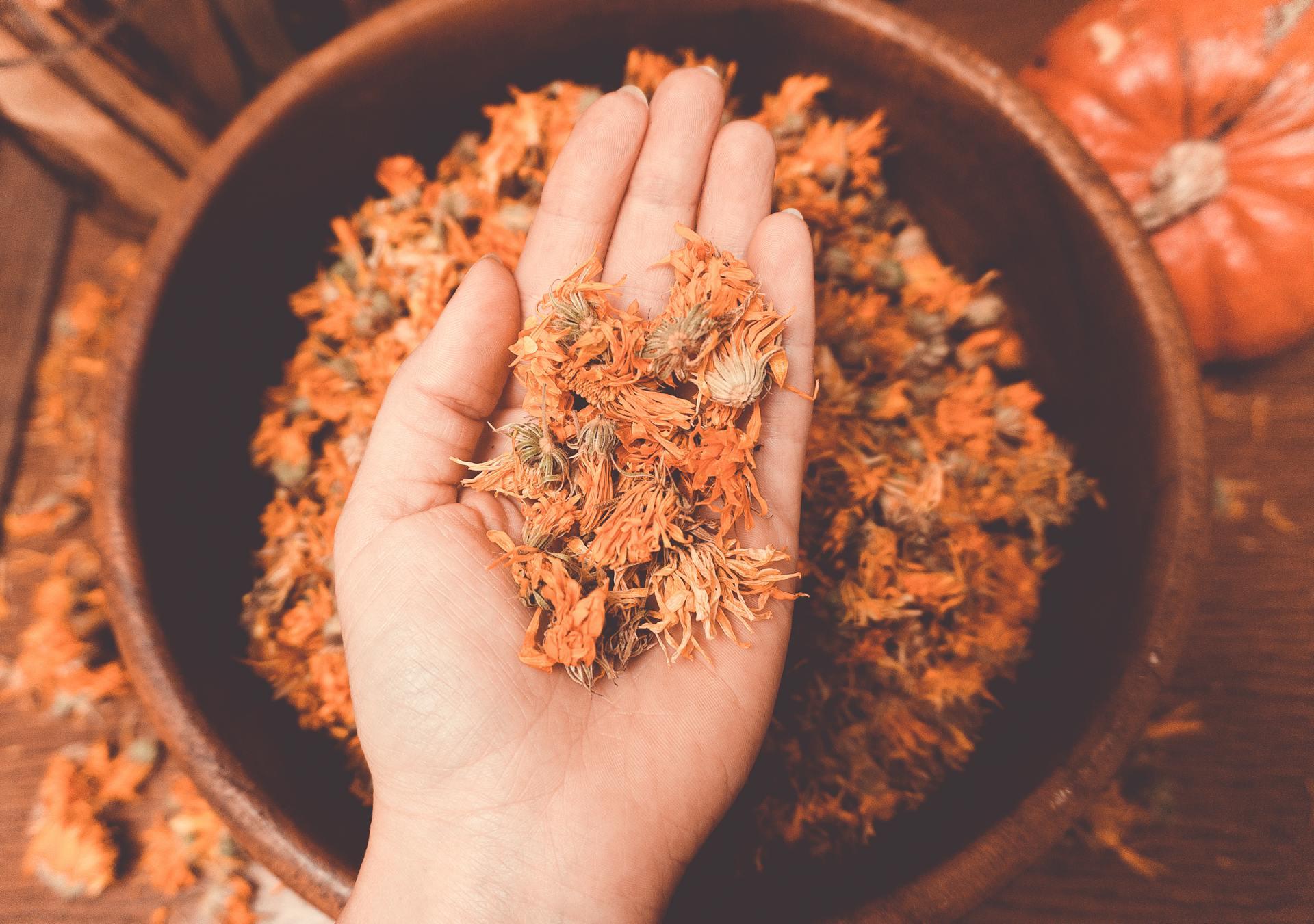 Dried calendula flowers in a person's hand